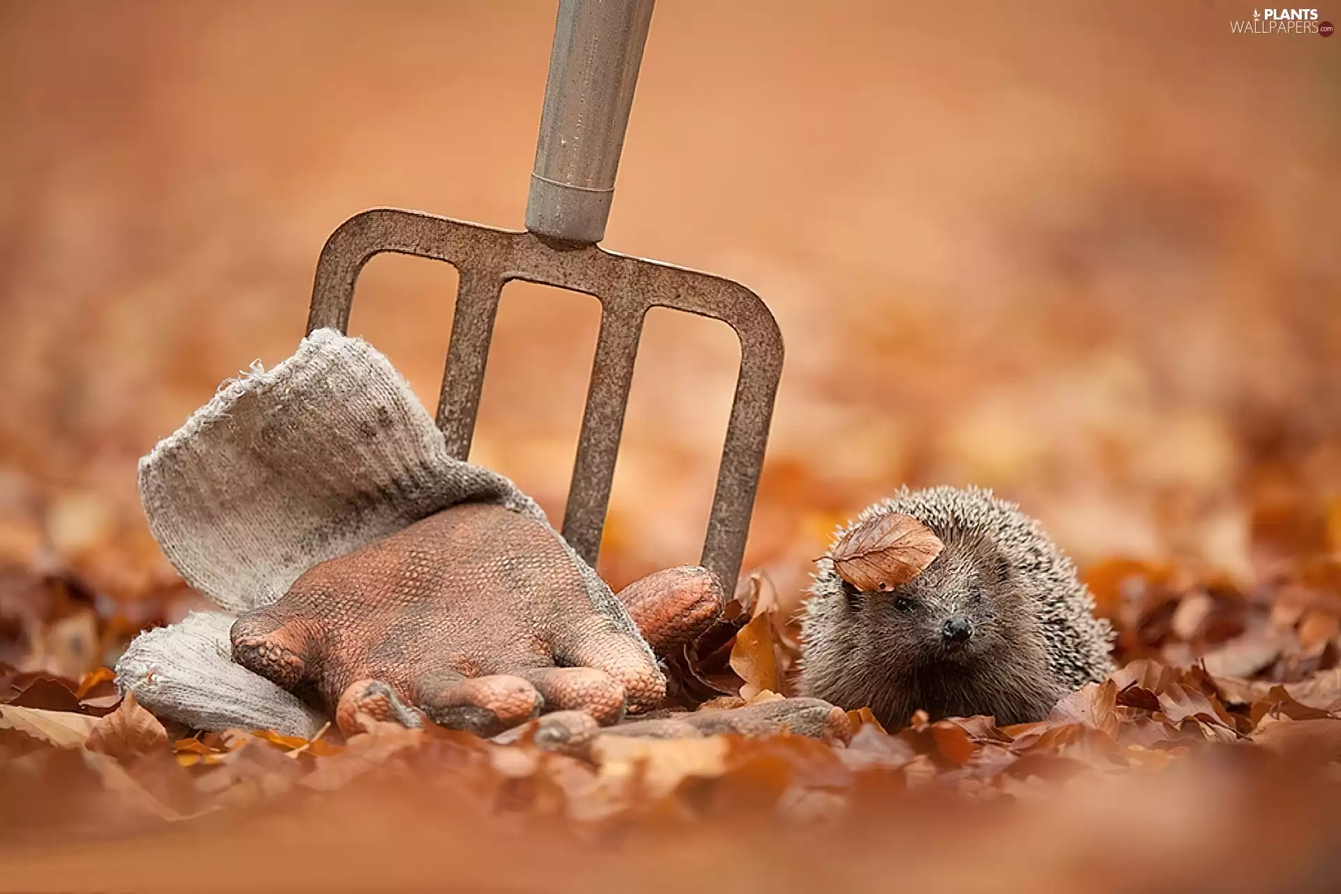 hedgehog, glove, fork, Leaf