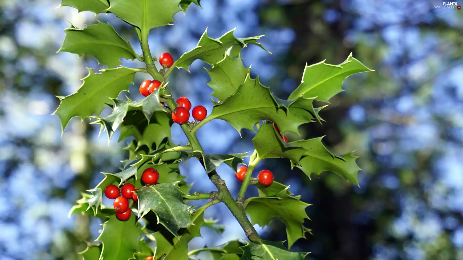 Fruits, Leaf, holly, branch, Bush