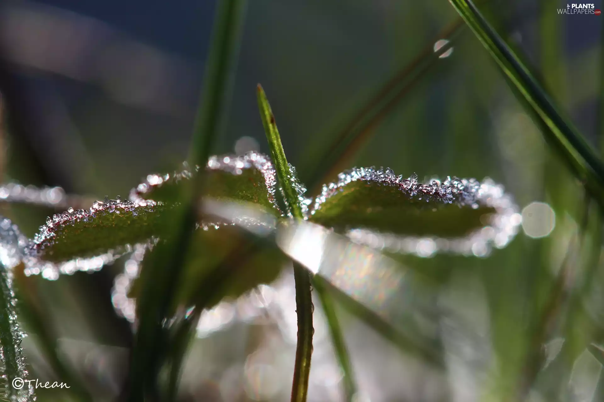 Leaf, crystals, ice
