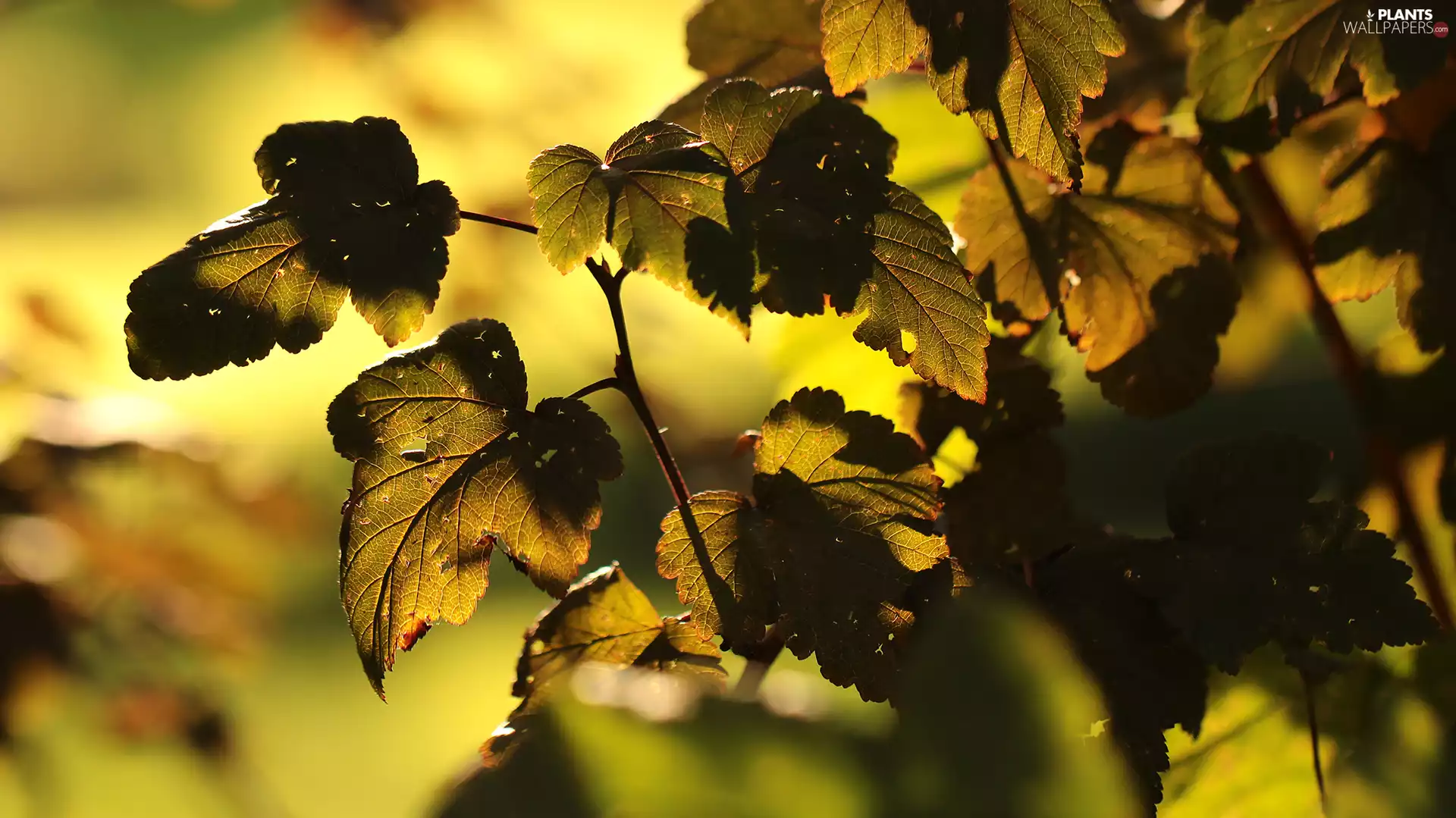 Leaf, Autumn, illuminated