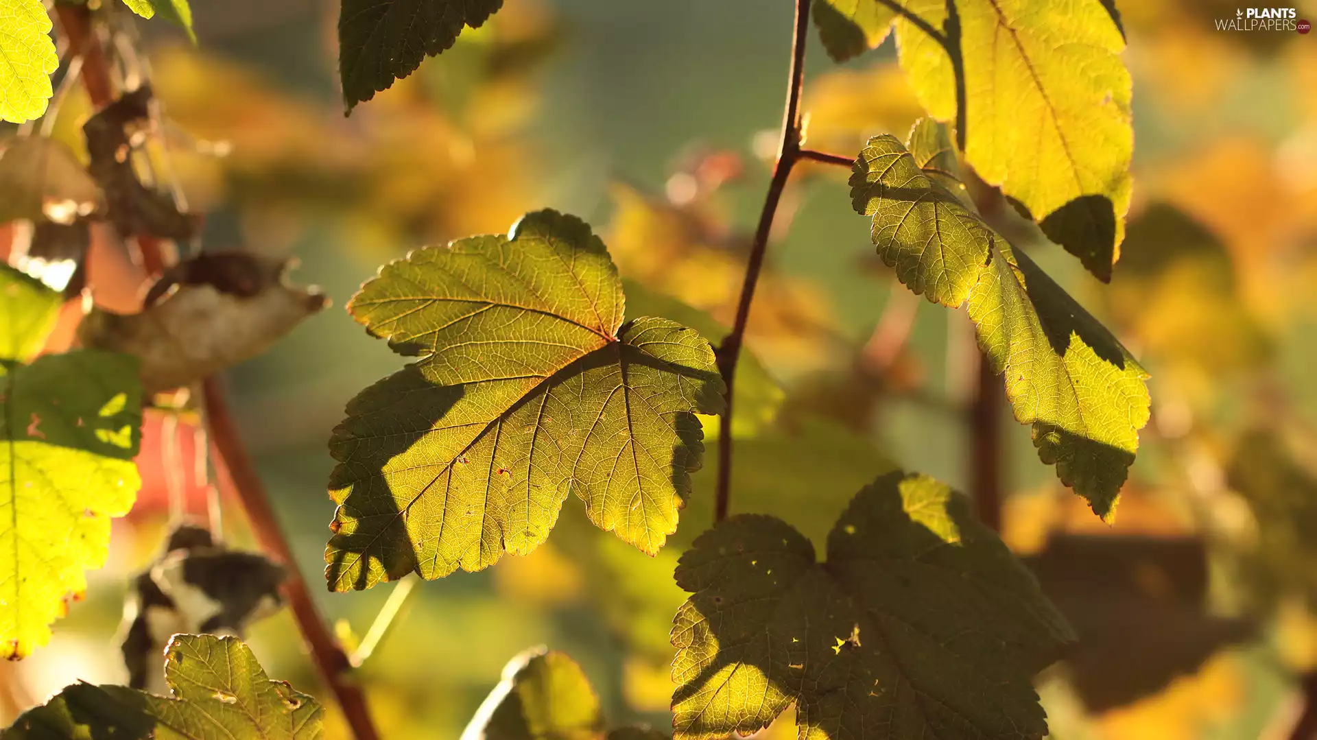 Leaf, Autumn, illuminated