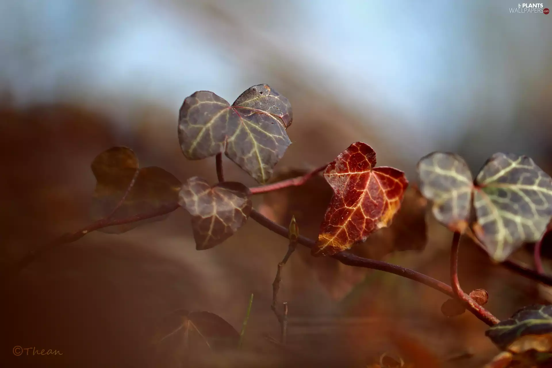 Leaf, ivy
