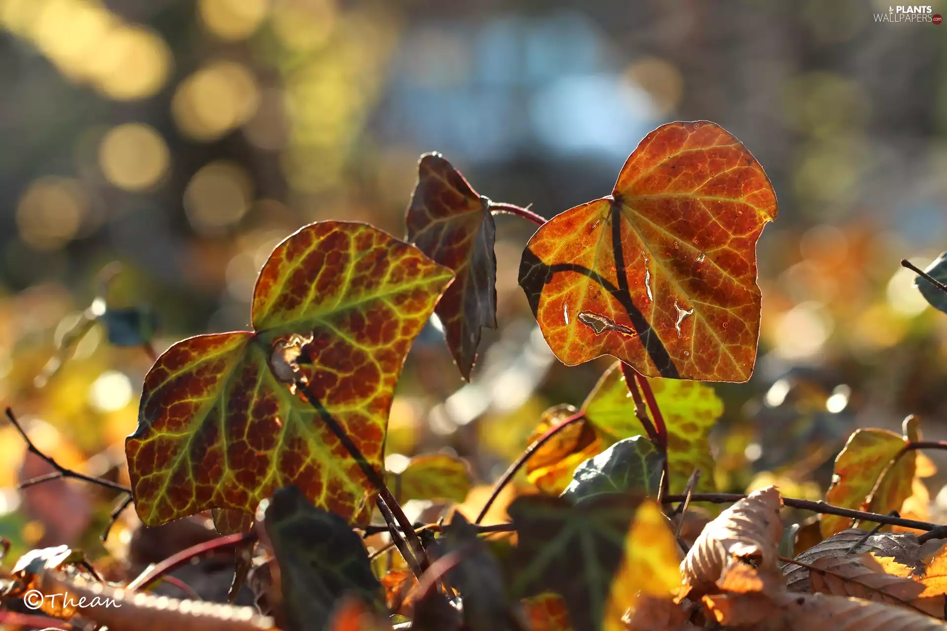 Leaf, ivy