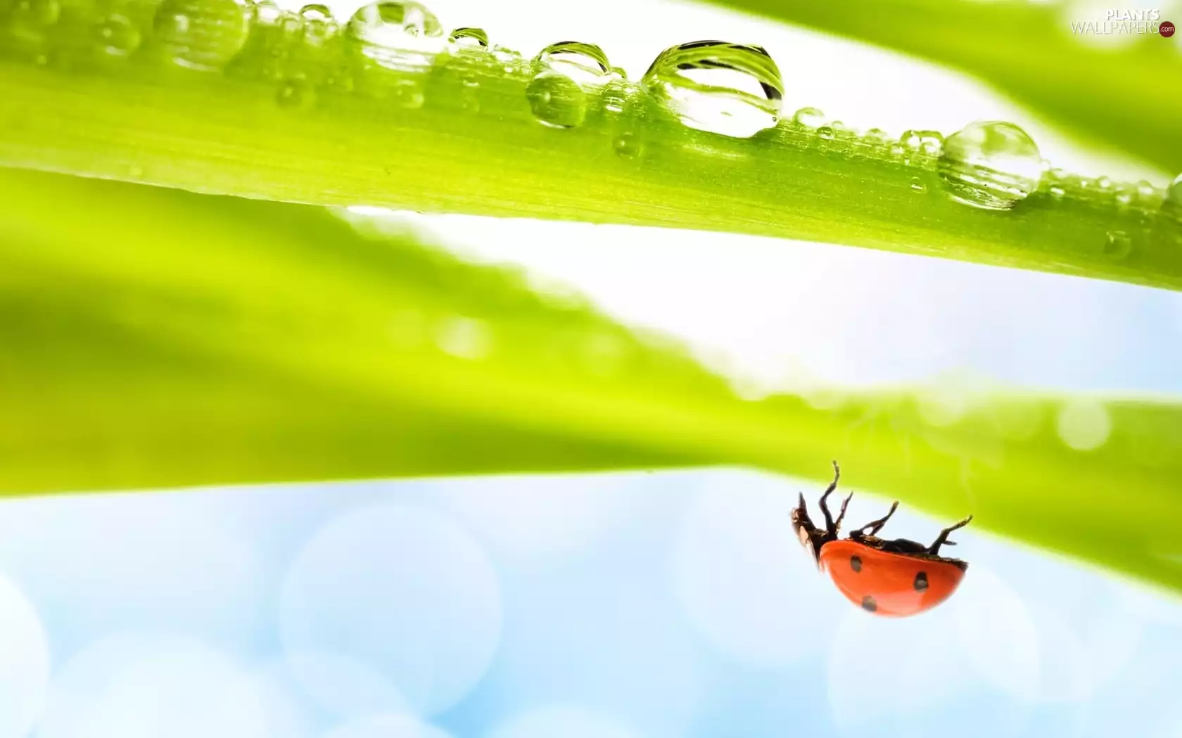 ladybird, drops, water, Leaf
