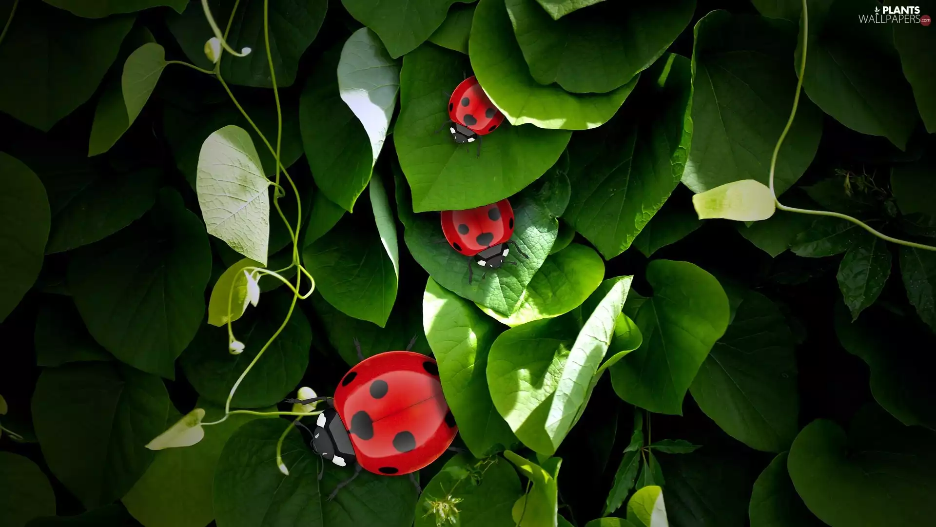 Leaf, ladybugs