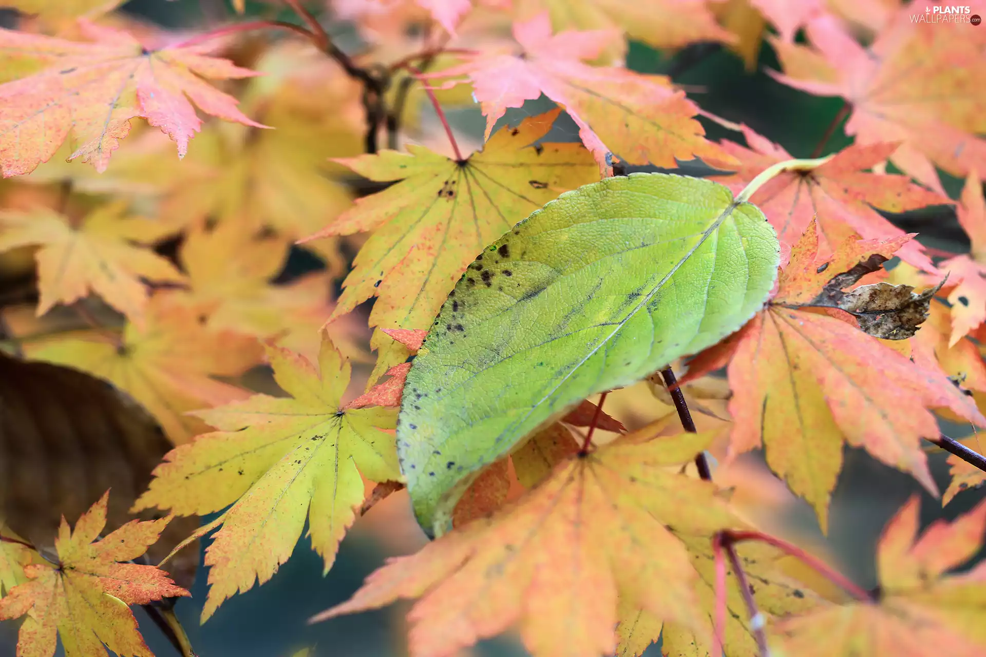 Green, leaf, Leaf, Twigs, Autumn