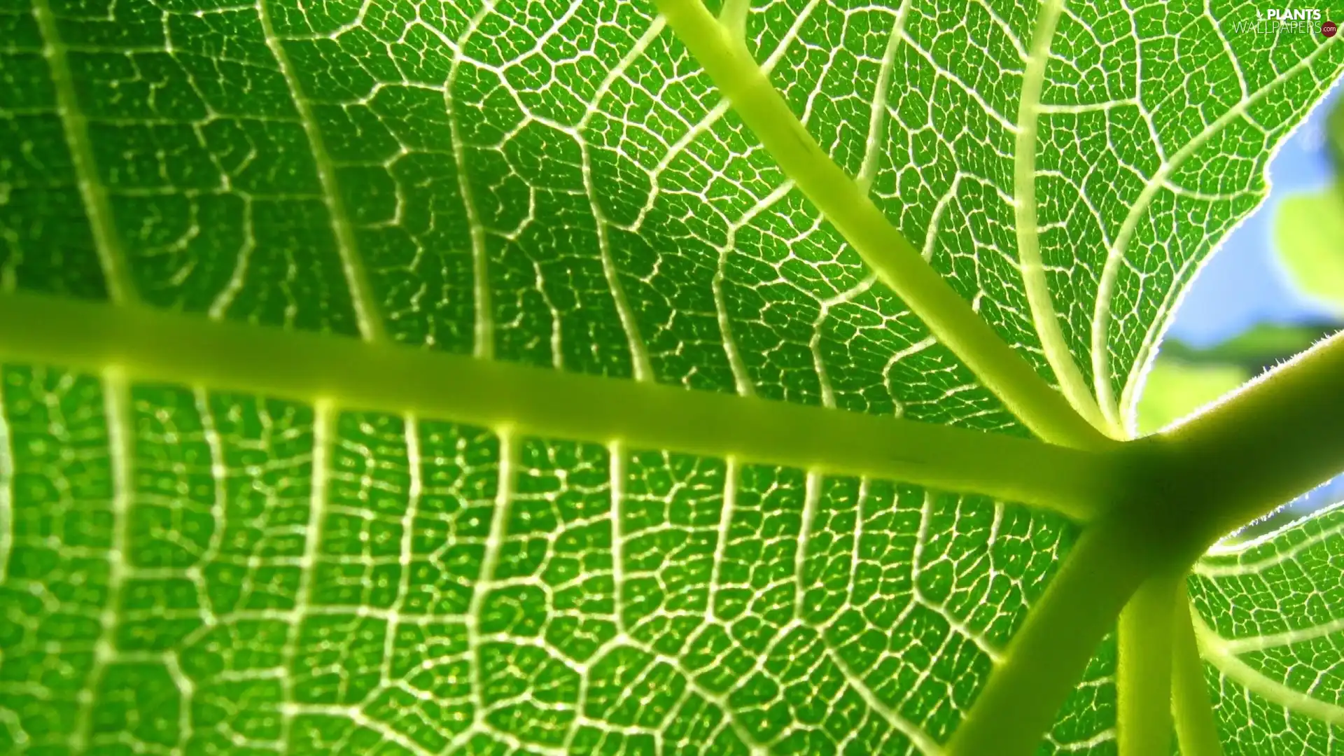 Close, Light Green, leaf