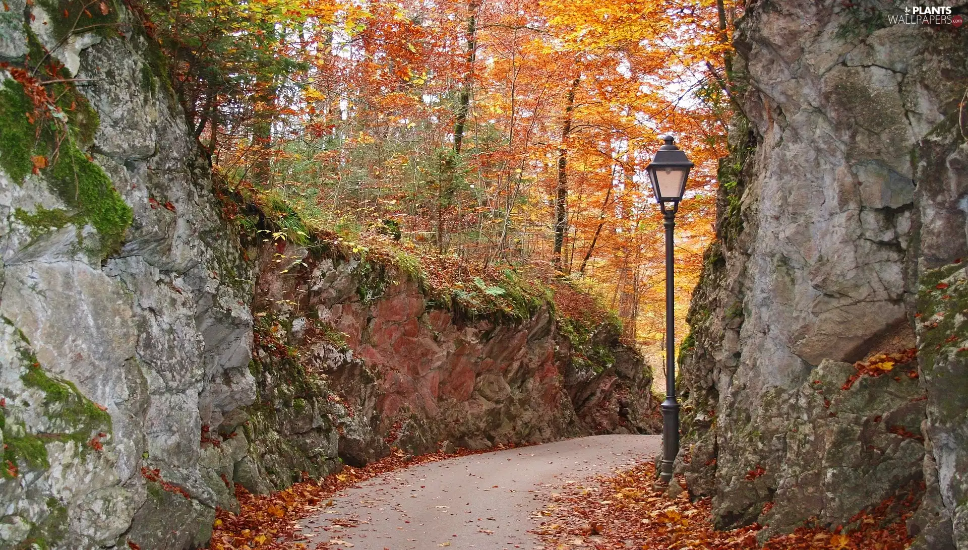 Way, trees, Lighthouse, viewes, rocks, forest, autumn, Leaf