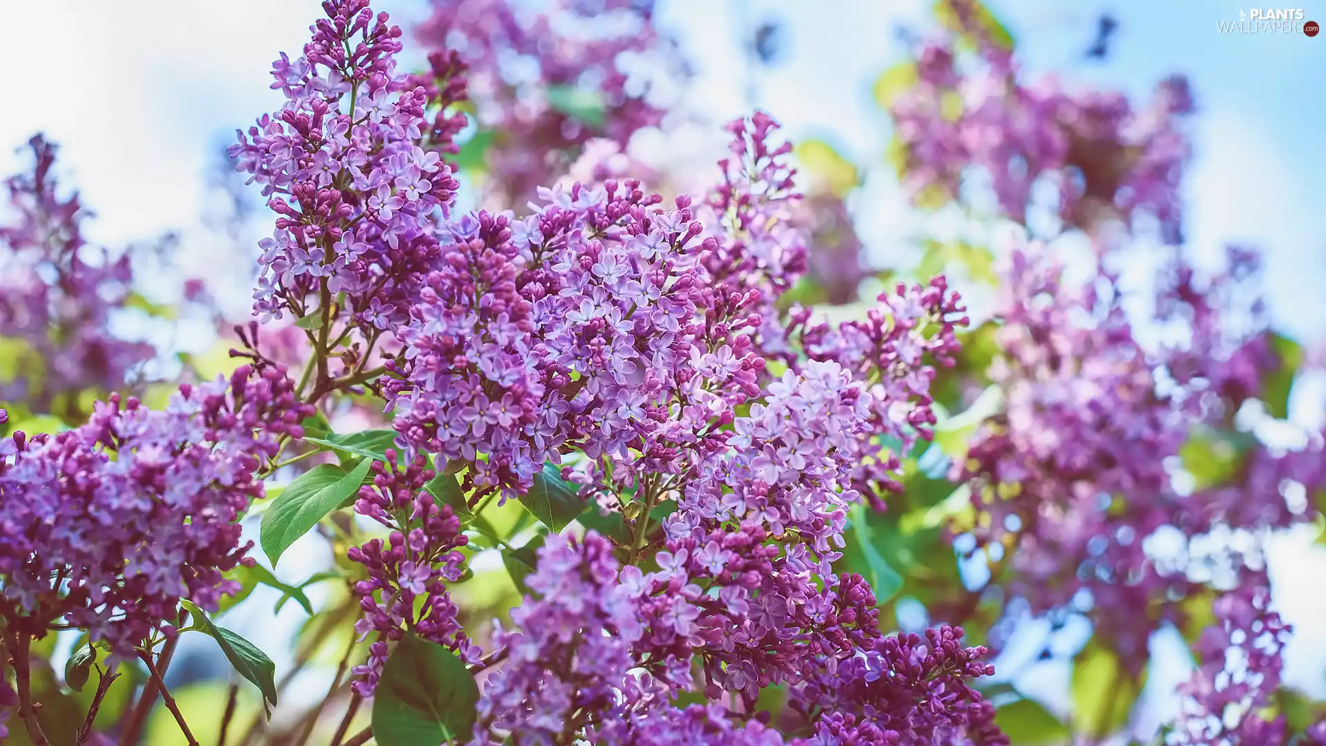 Twigs, Leaf, lilac, without, Flowers