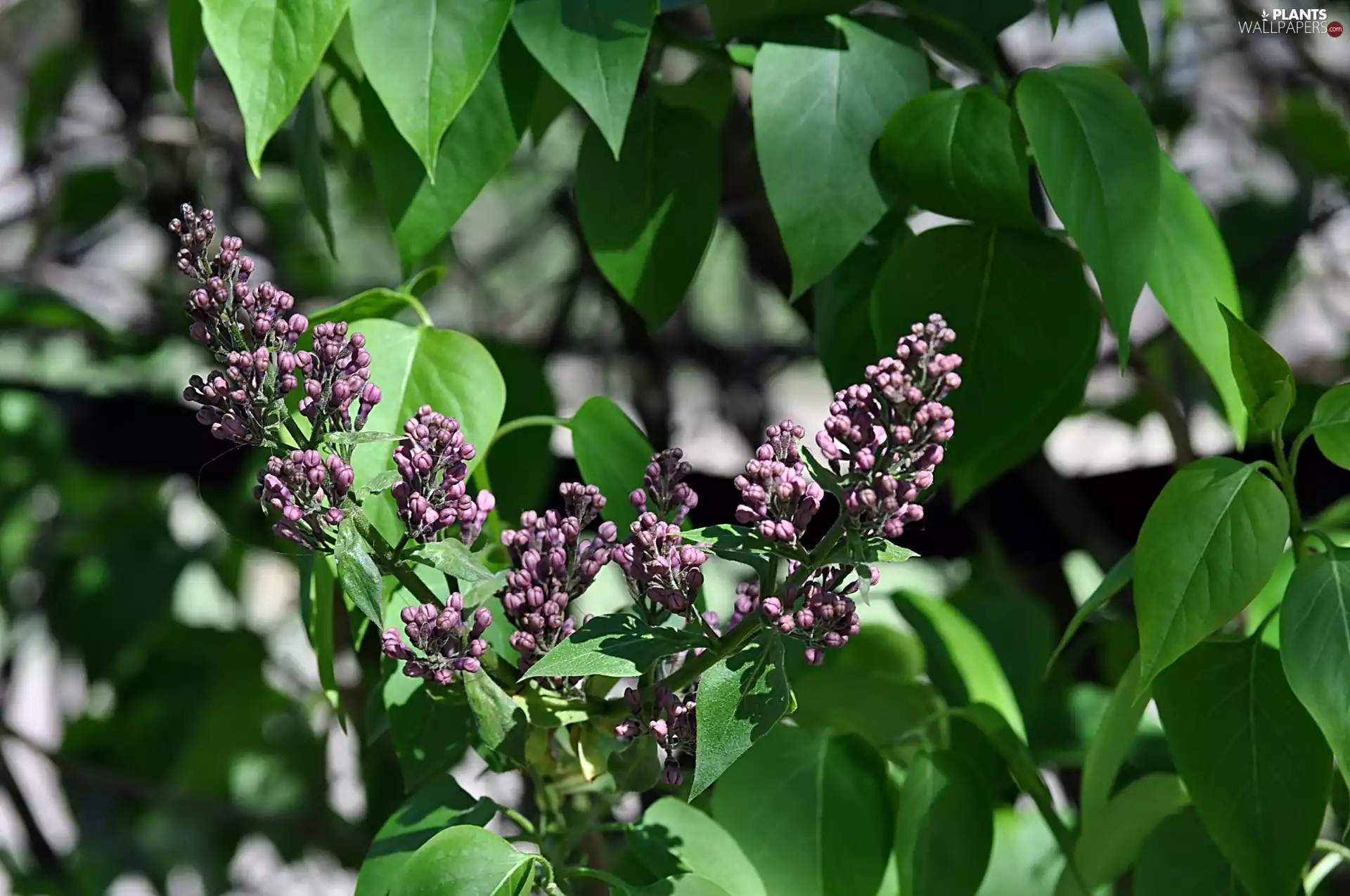 Leaf, Flowers, lilac