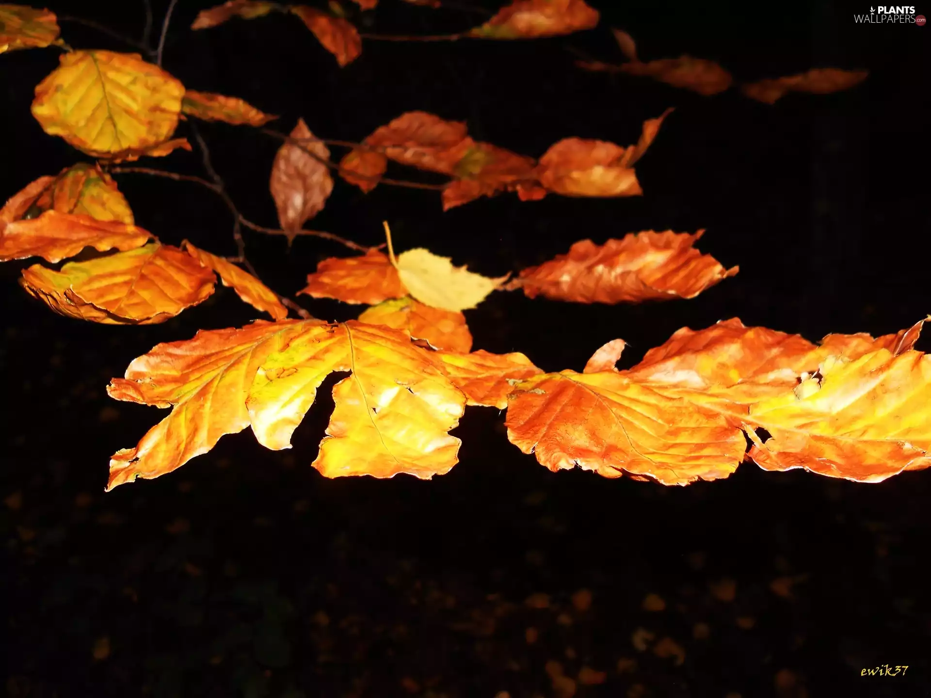 linden, Golden, colors, Leaf