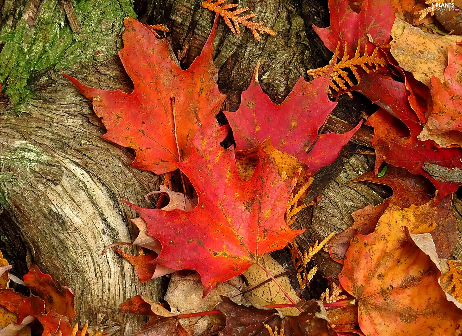 viewes, Leaf, Logs, trees, autumn