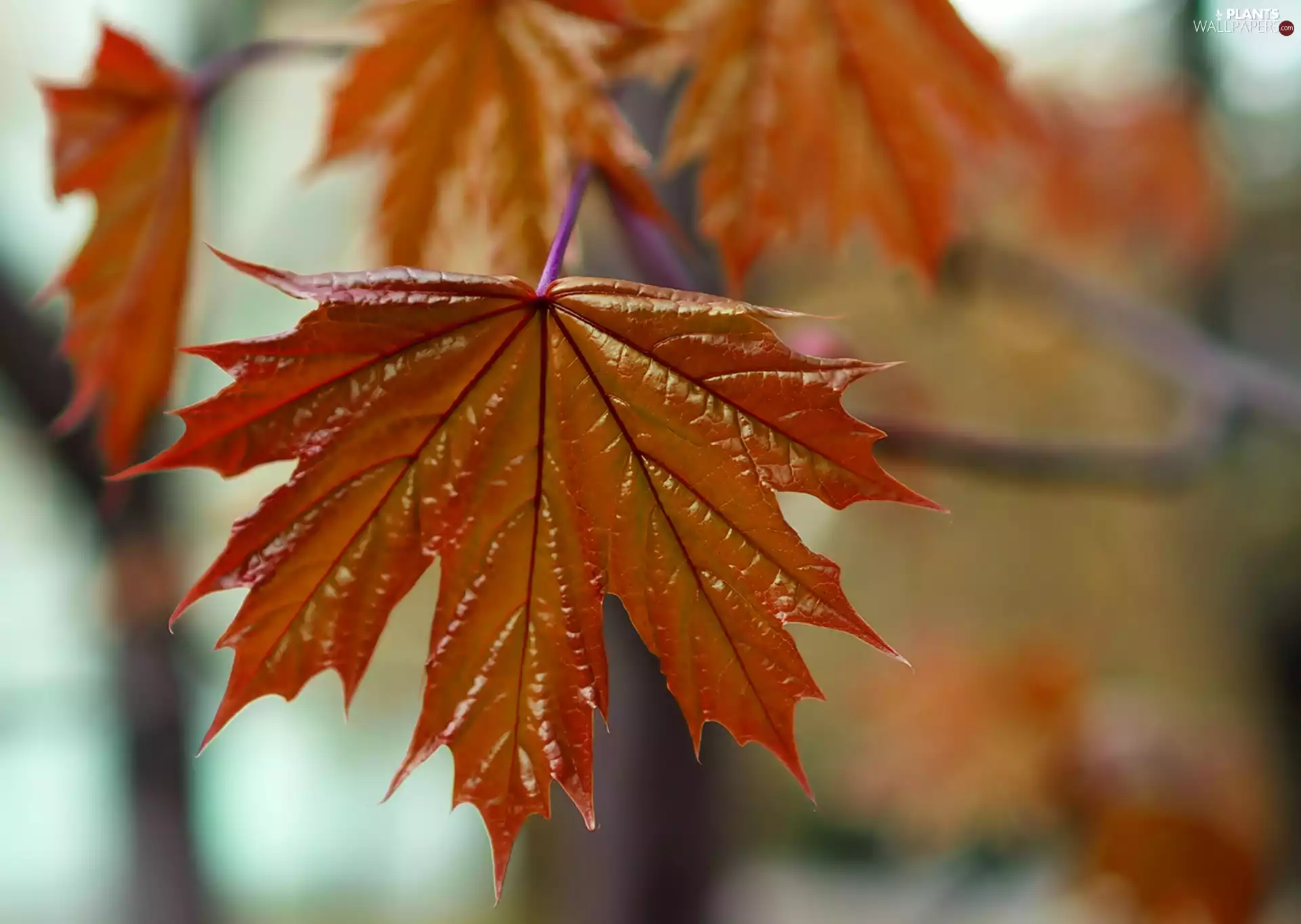 leaf, maple