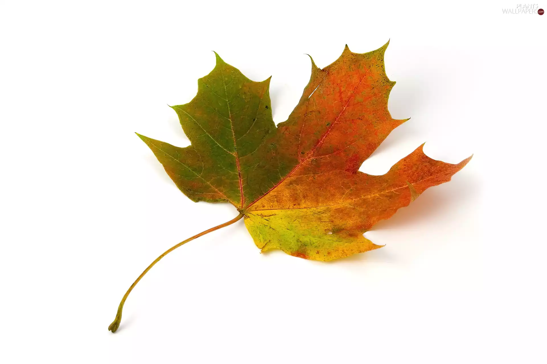 leaf, maple