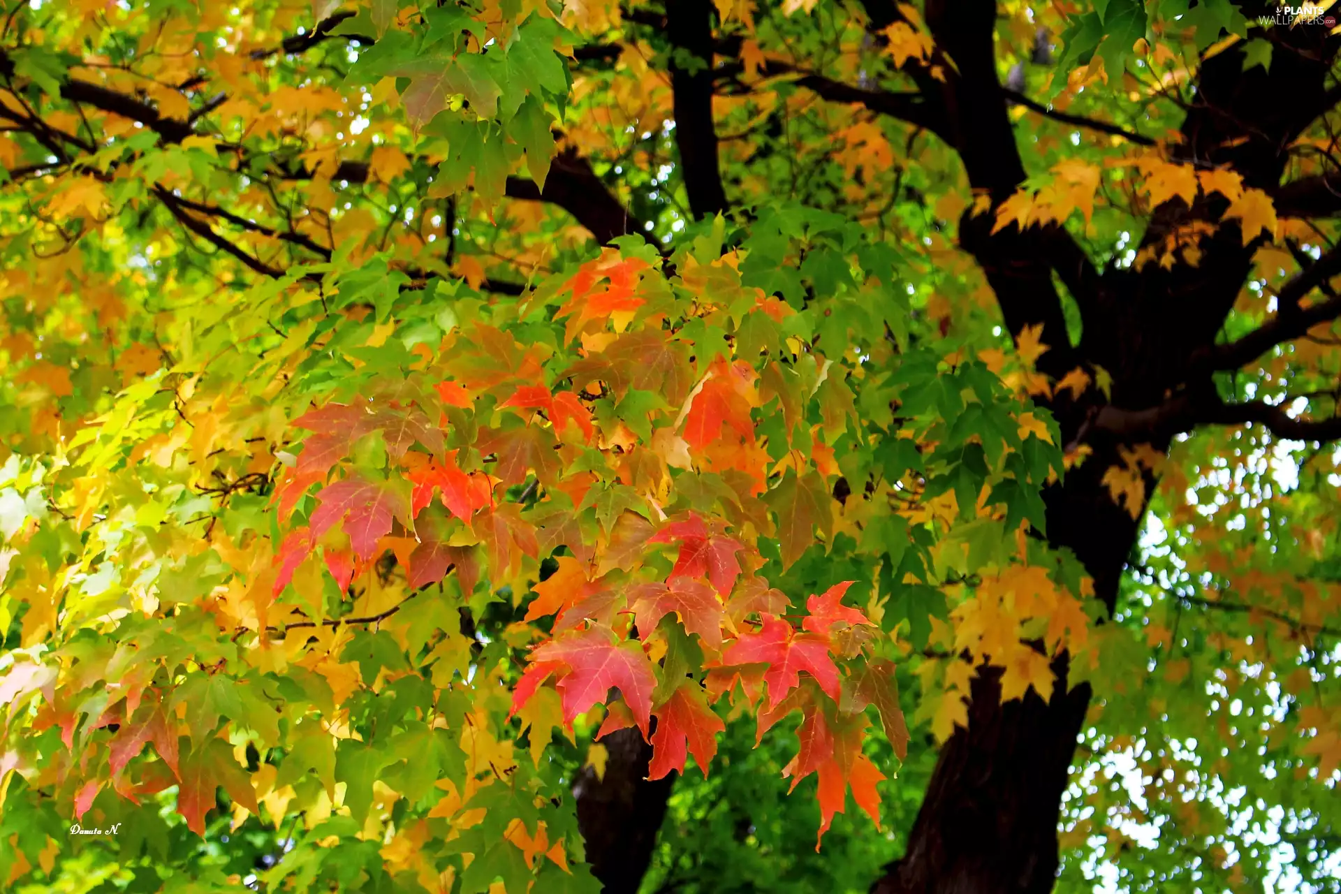 maple, color, Autumn, Leaf