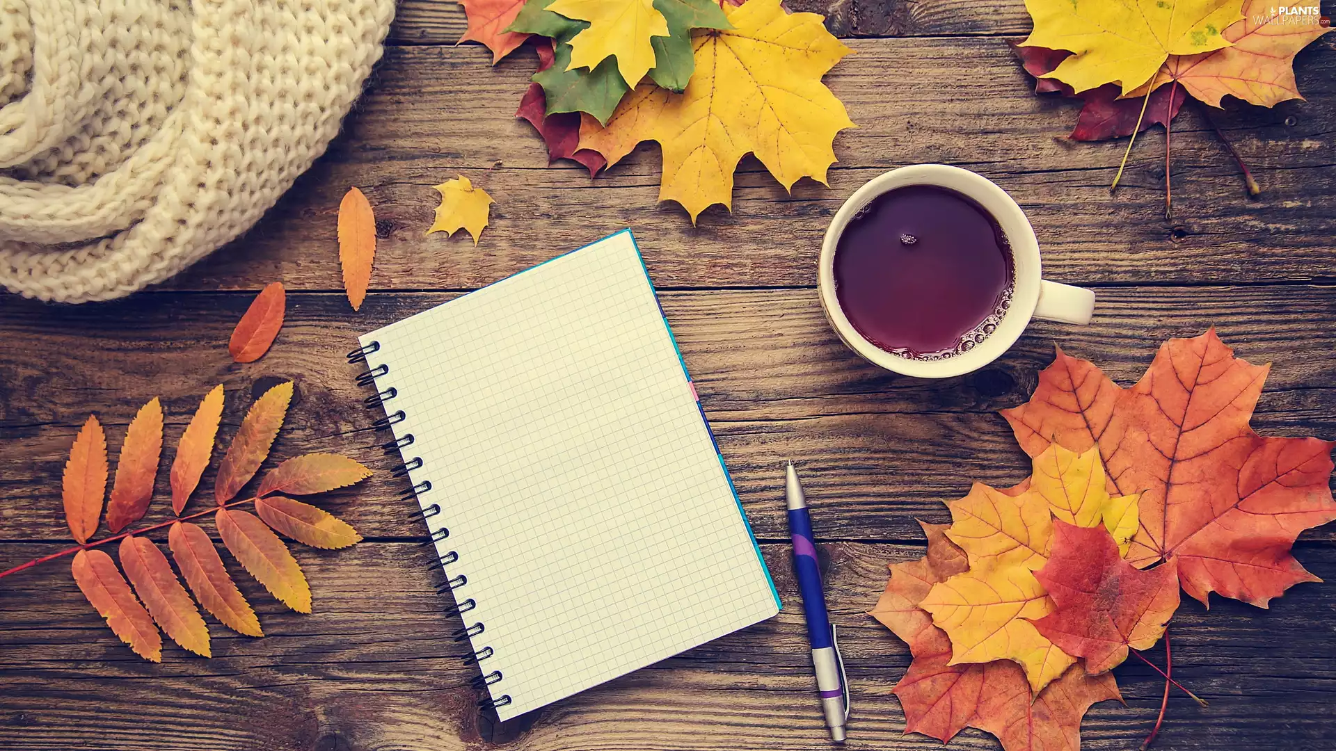 Leaf, tea, Fascilice, boarding, pen, Scarf, Cup, composition, maple, color