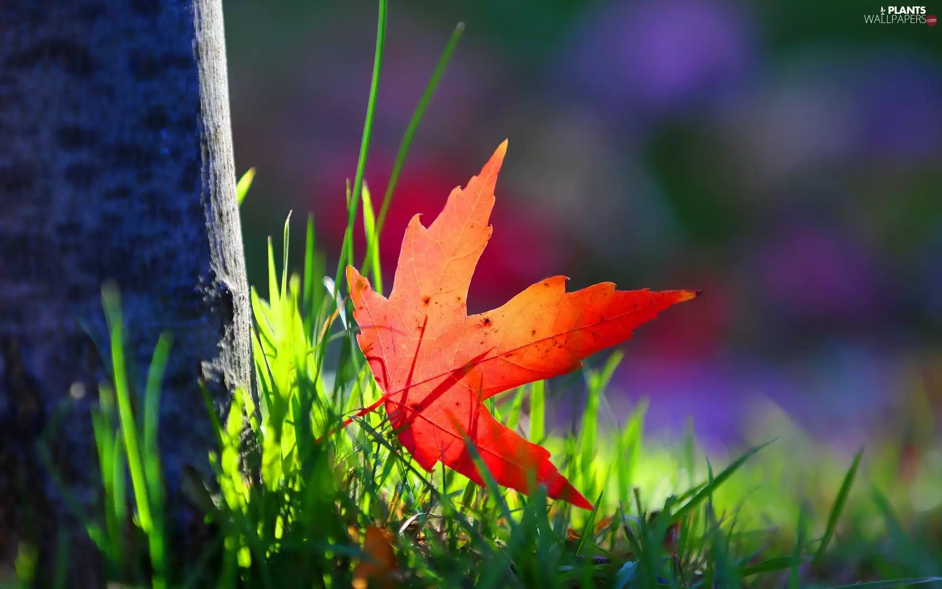 maple, grass, glamour, leaf
