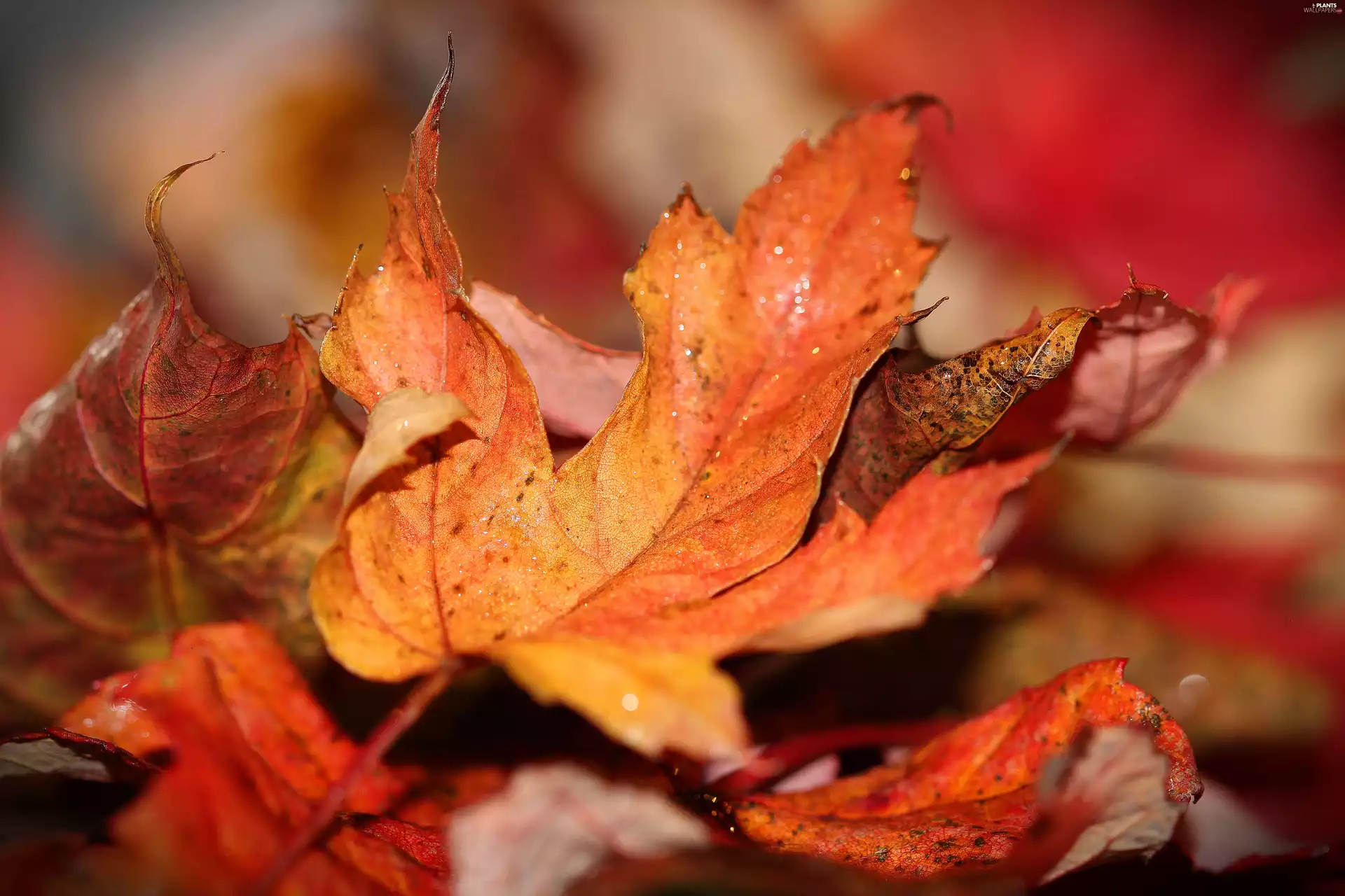 autumn, Leaf, maple, red head