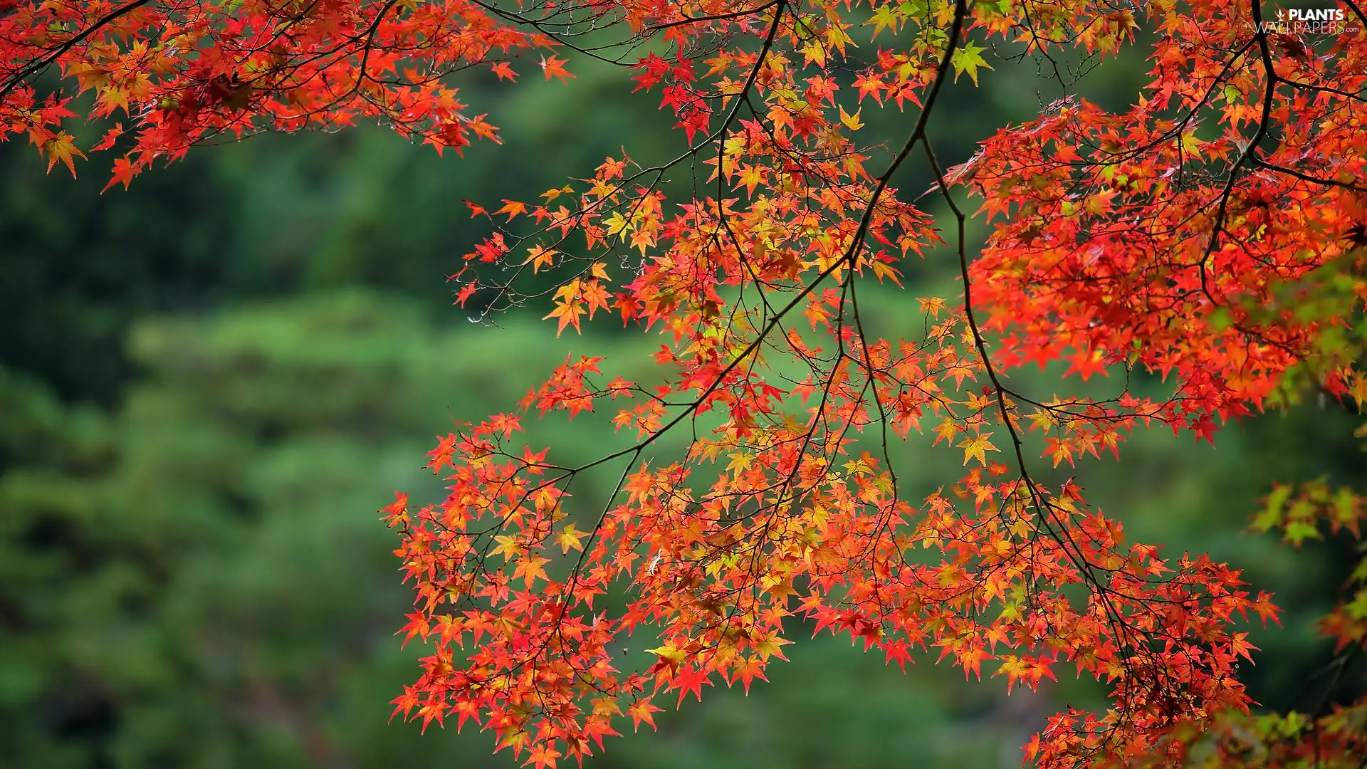 trees, Leaf, maple, branch pics