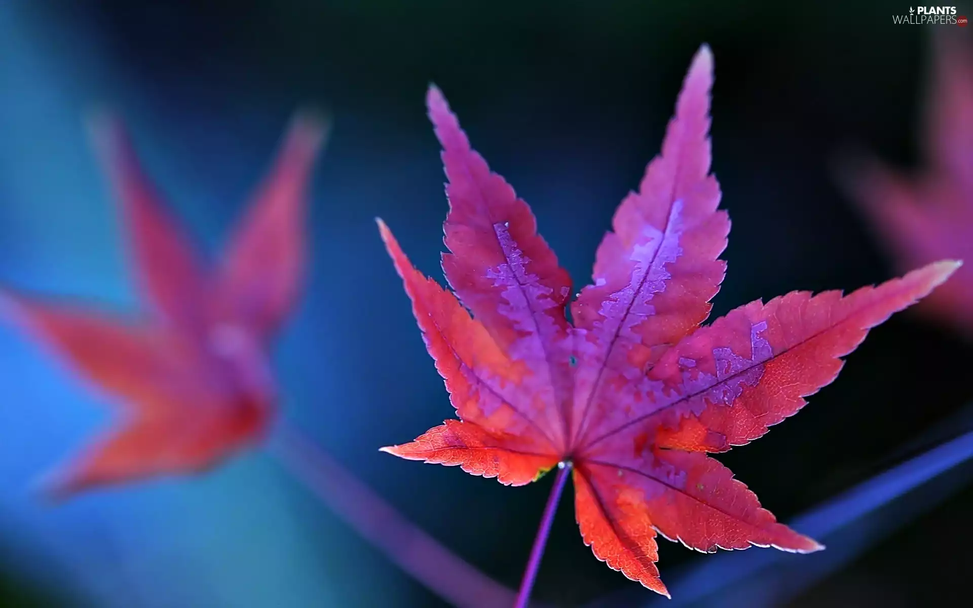 leaf, Red, maple