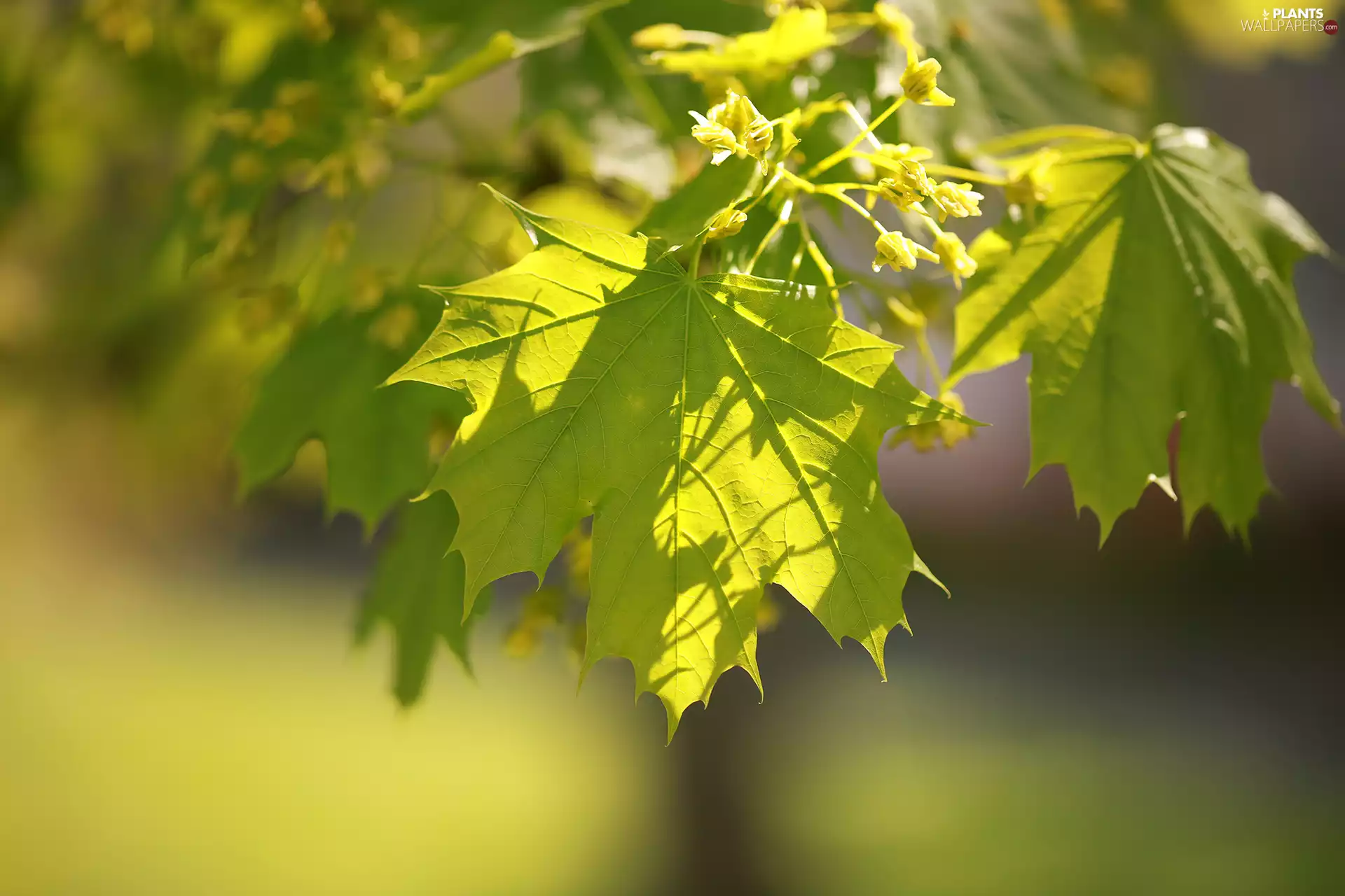 maple, Plants, trees, Leaf