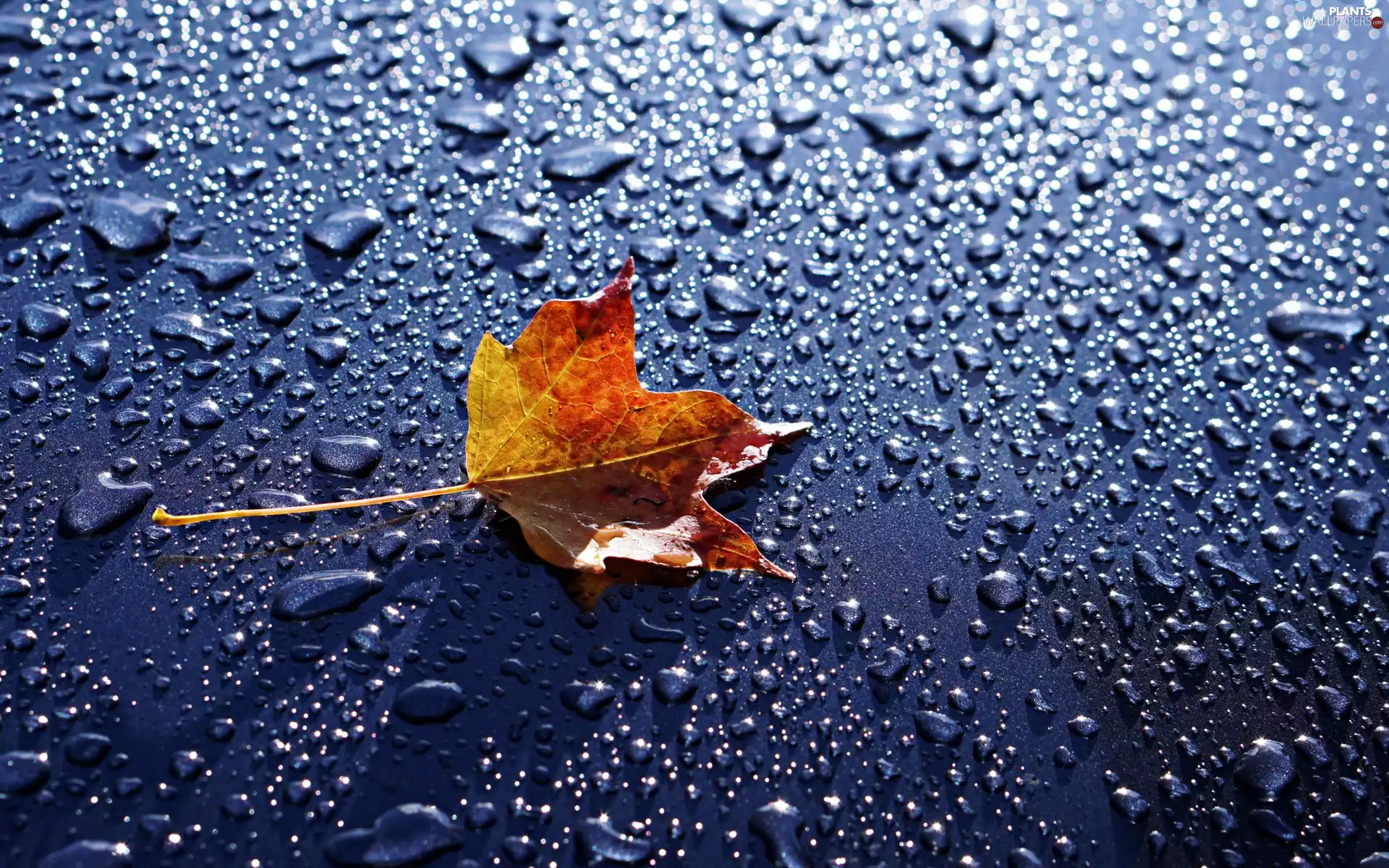 maple, drops, water, leaf