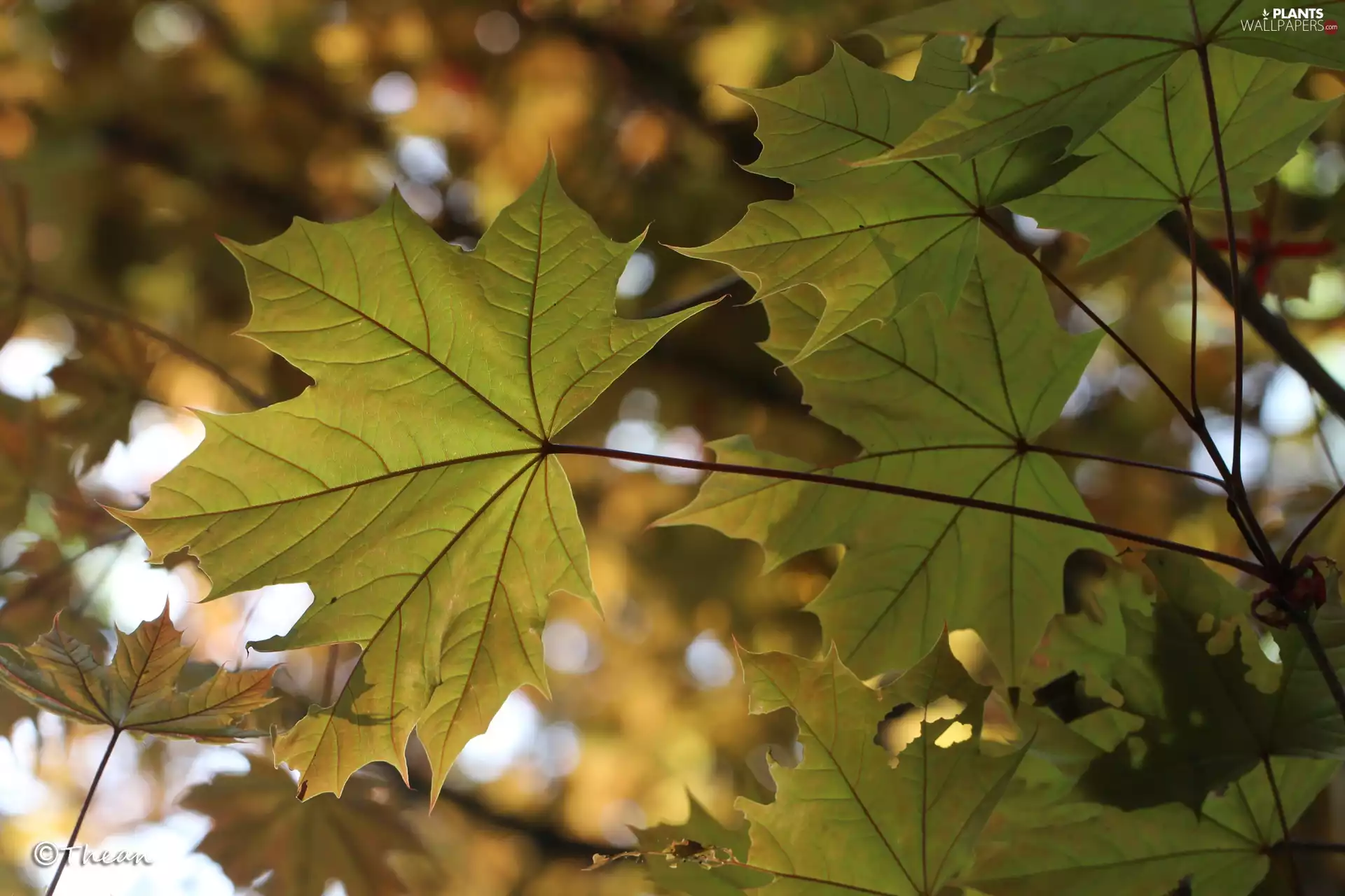 Leaf, maple