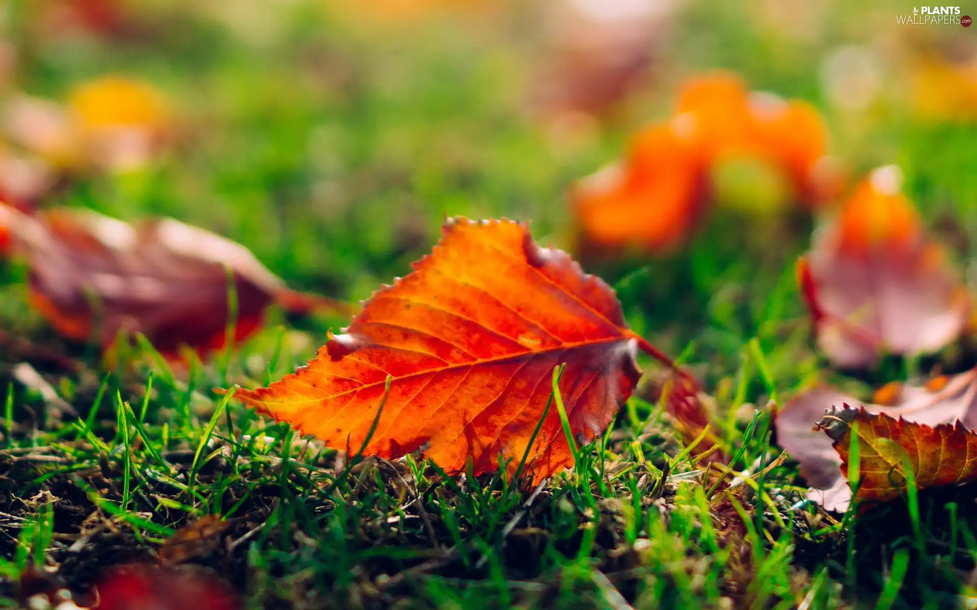 Meadow, Autumn, Leaf, grass