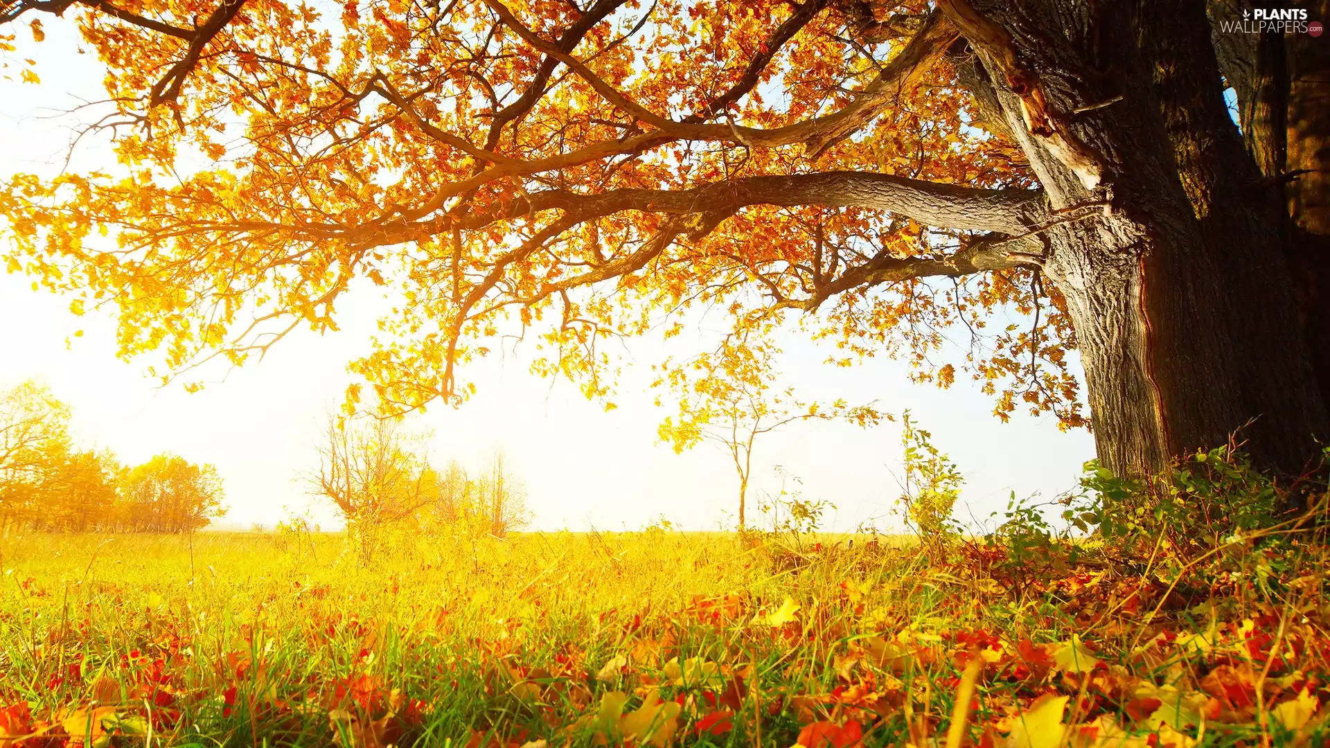 grass, Leaf, Meadow, trees, autumn