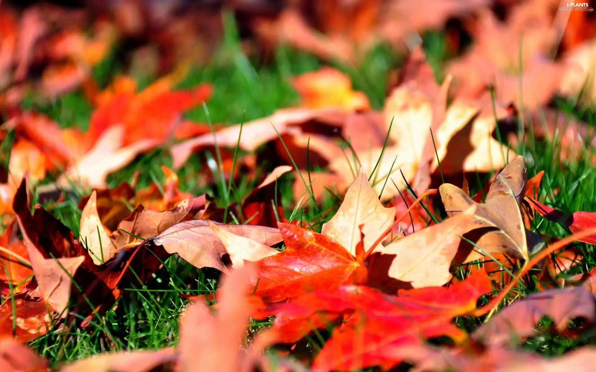 Meadow, color, Leaf, Autumn