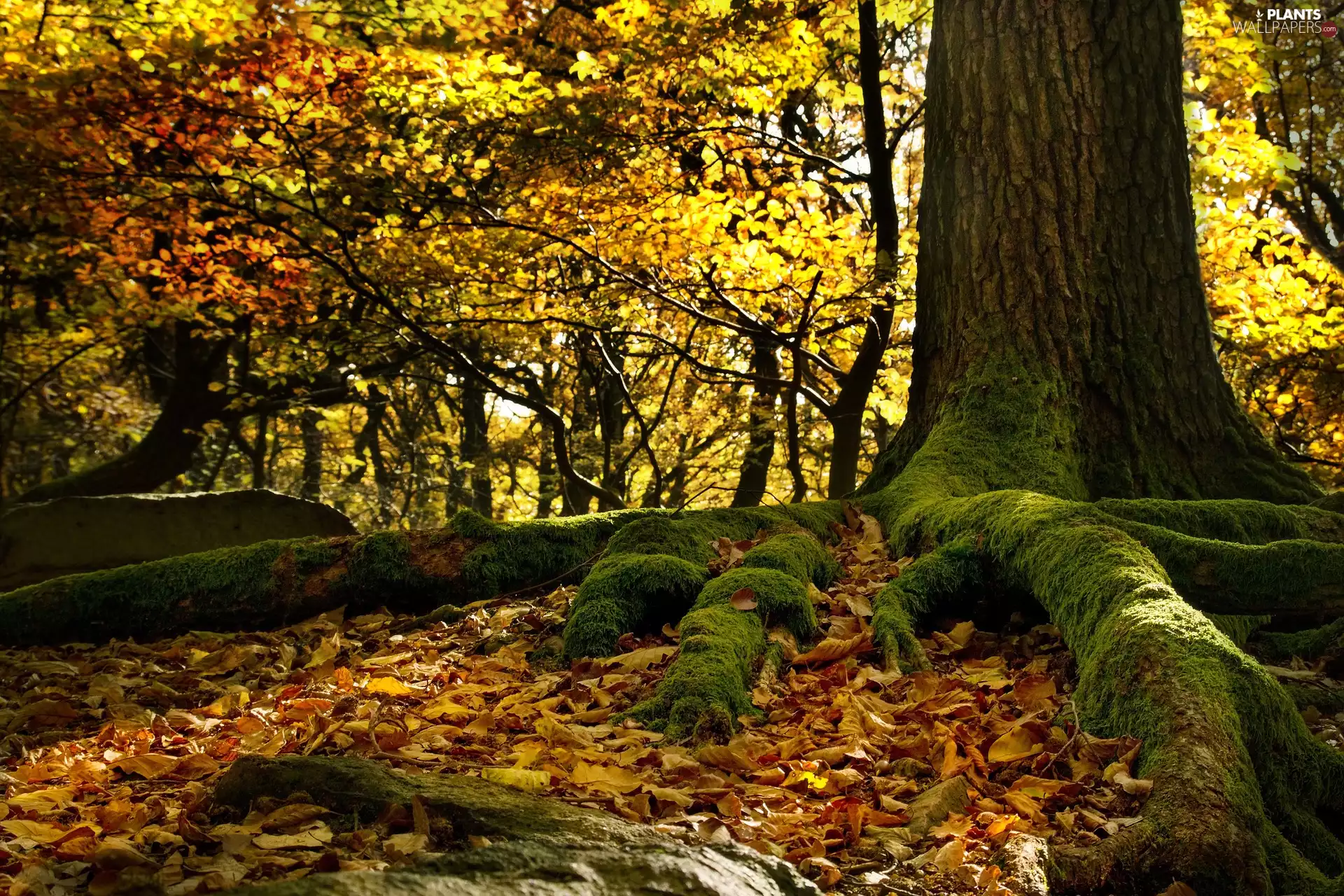 roots, Leaf, mossy, trees, autumn