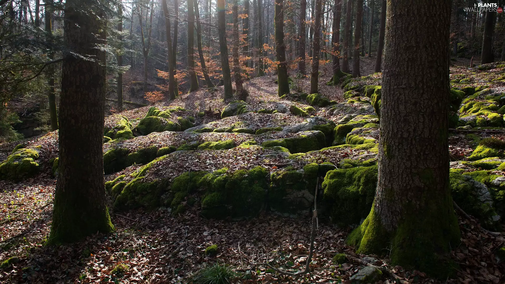 Stones, forest, viewes, Leaf, trees, mossy
