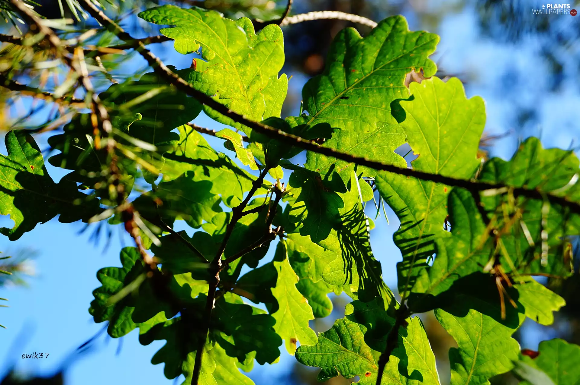 Leaf, trees, oak