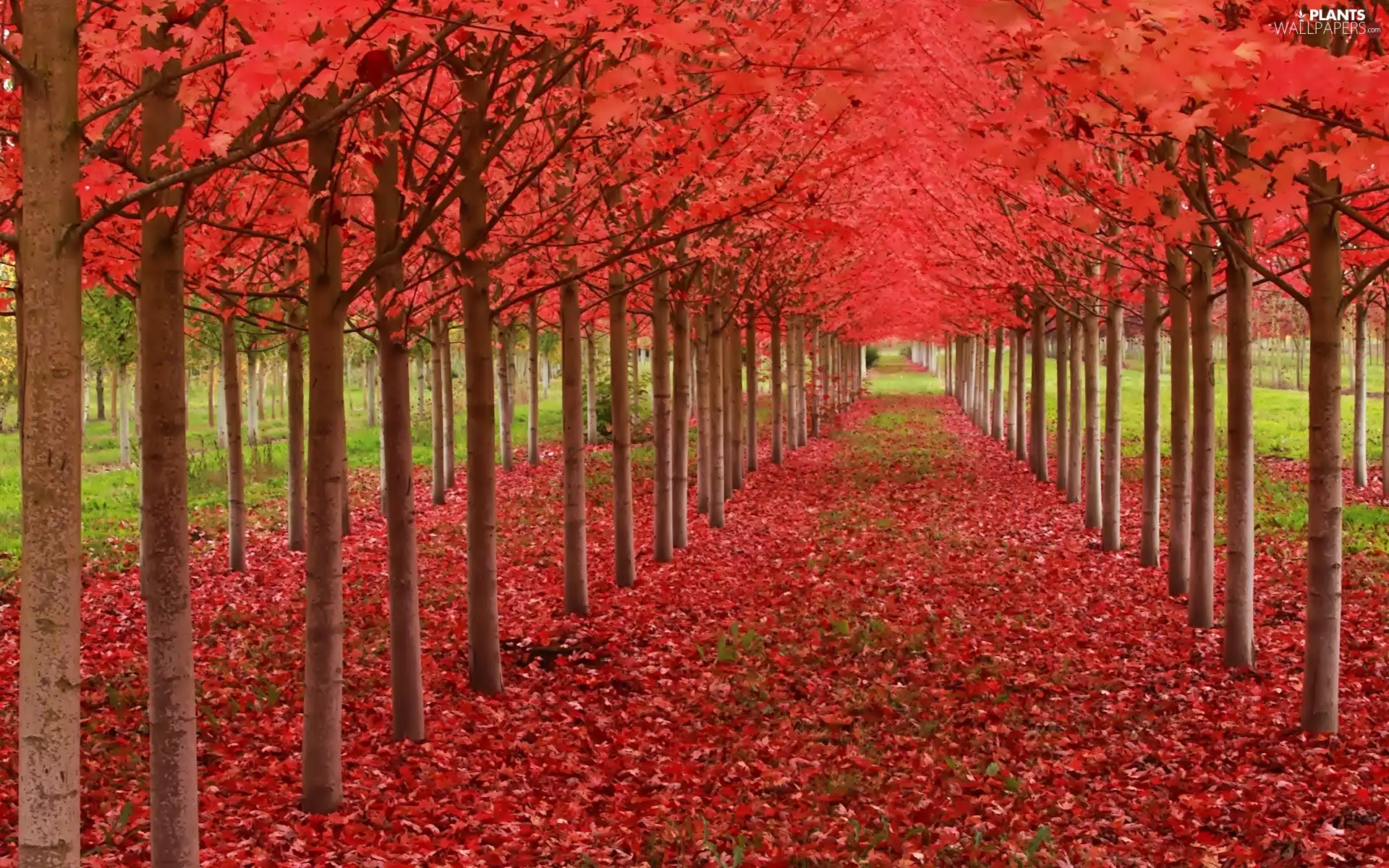 viewes, Leaf, orchard, trees, autumn