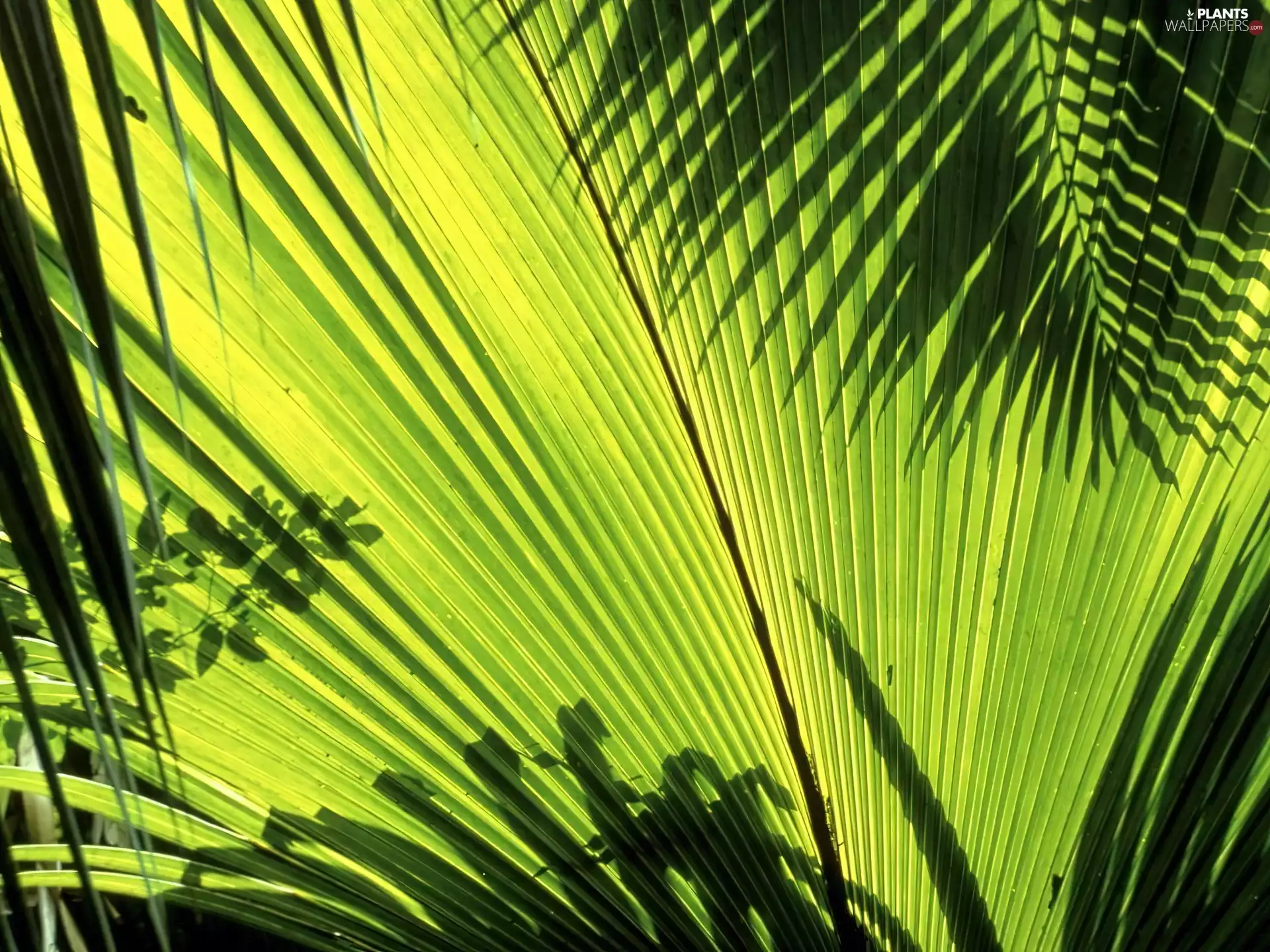 Leaf, Palm