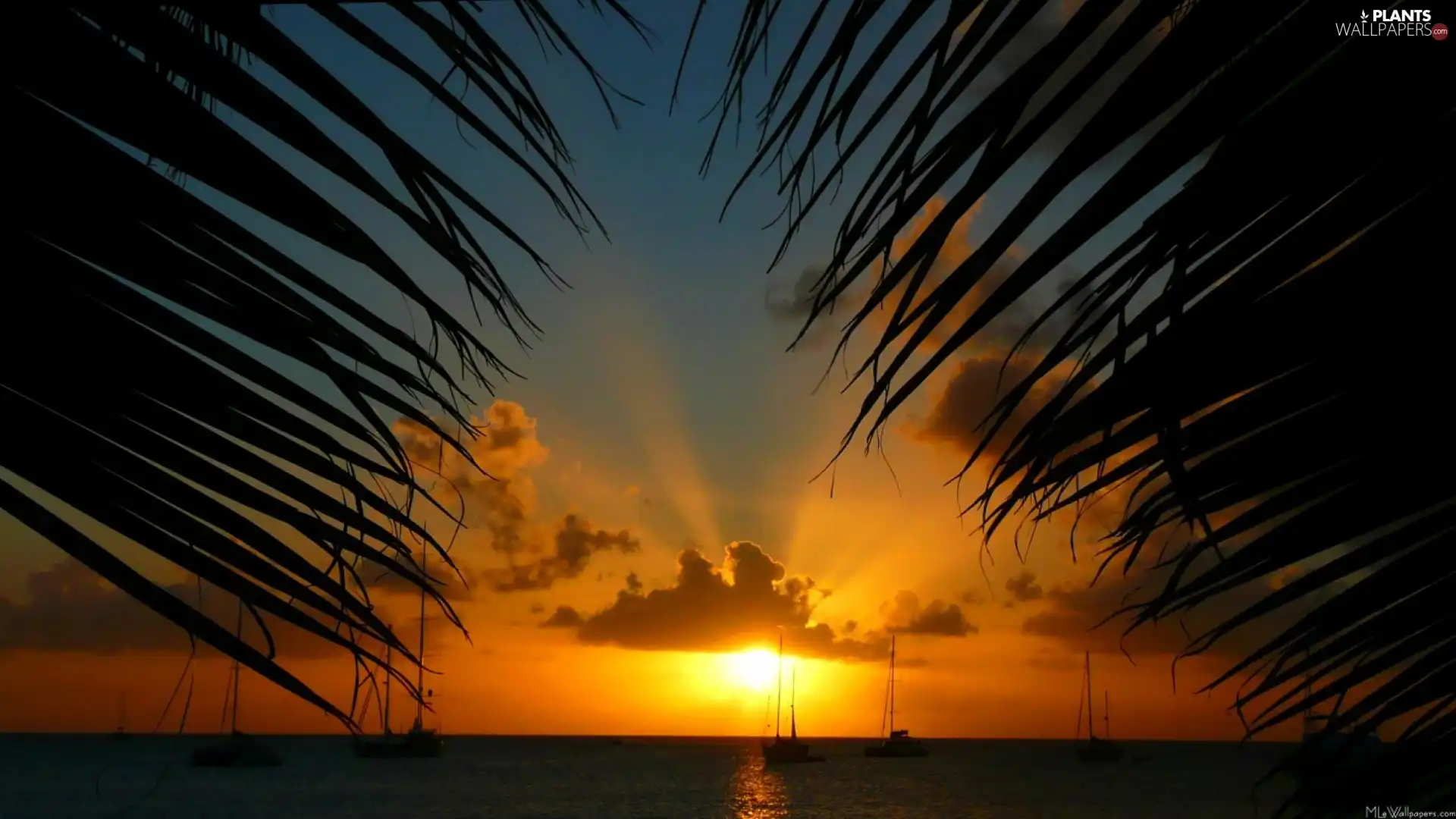 Leaf, Palm, sun, sea, west