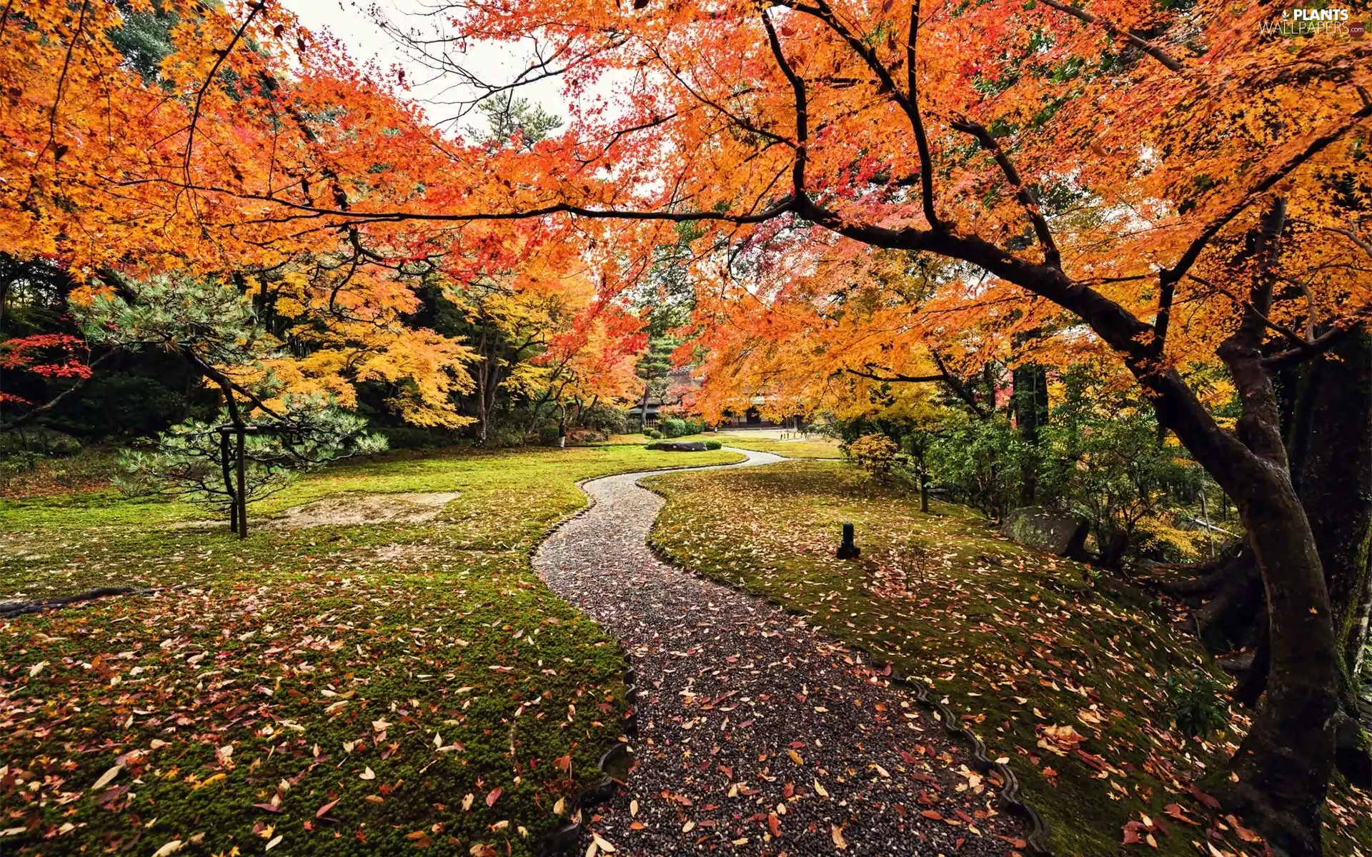 fallen, Leaf, Park, lane, Autumn