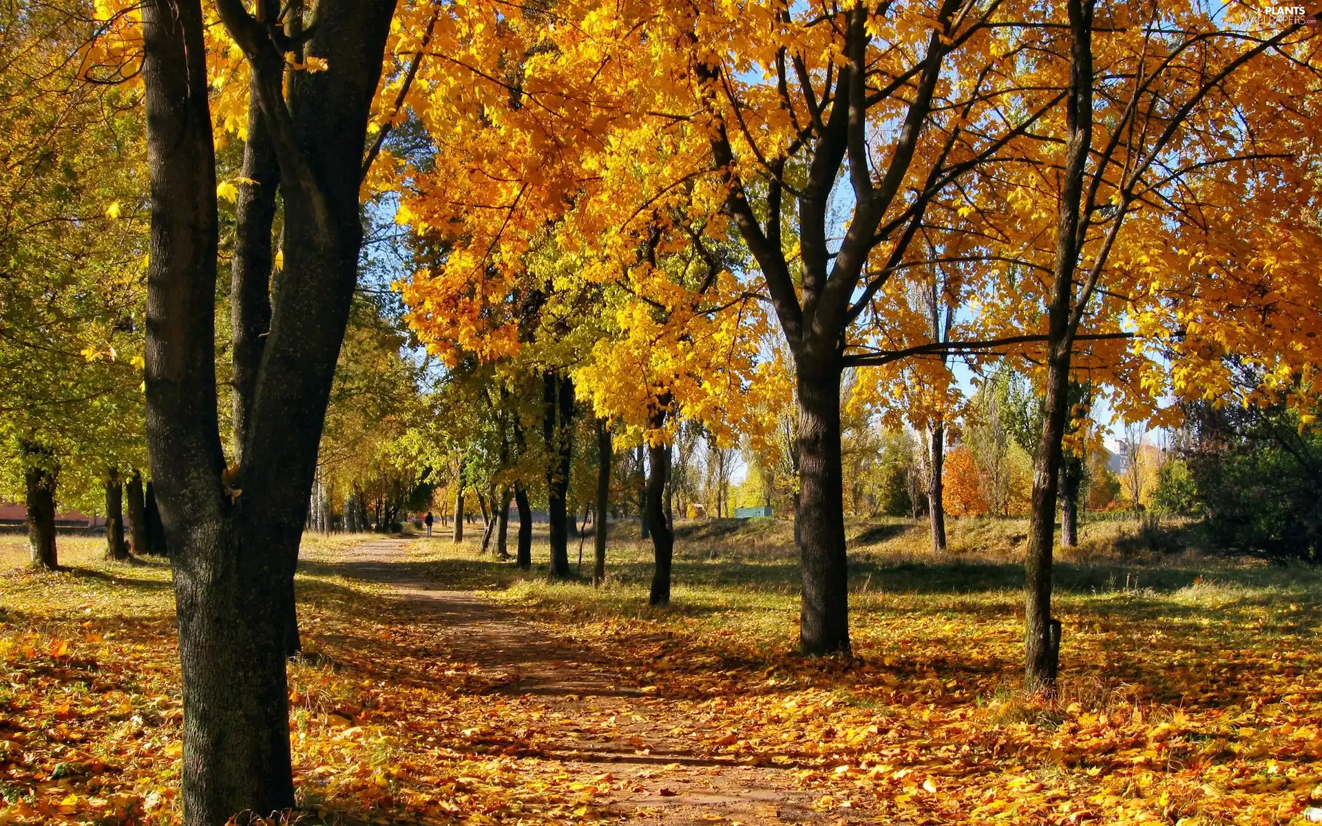 viewes, Leaf, Park, trees, autumn