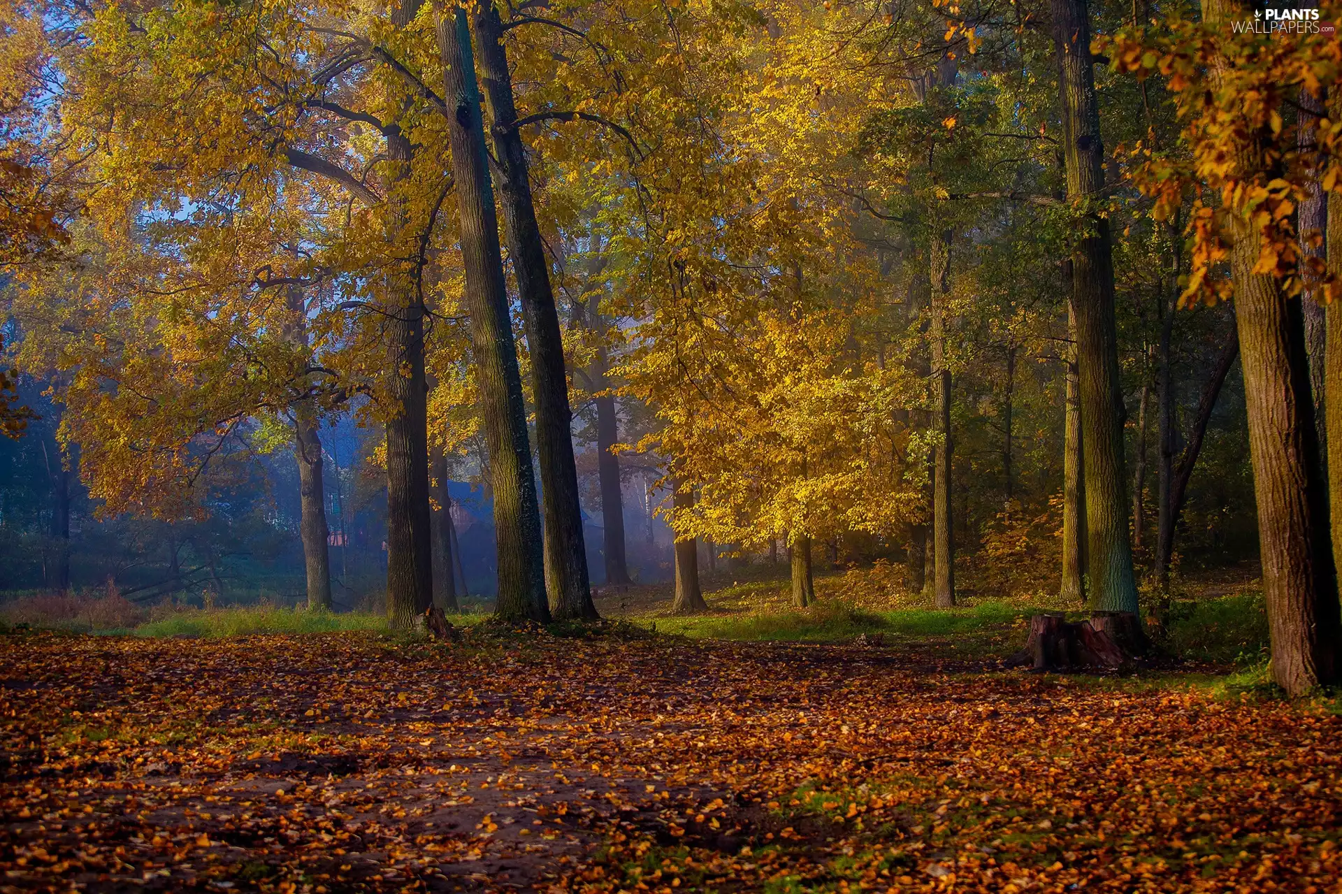 trees, autumn, fallen, Leaf, viewes, Park