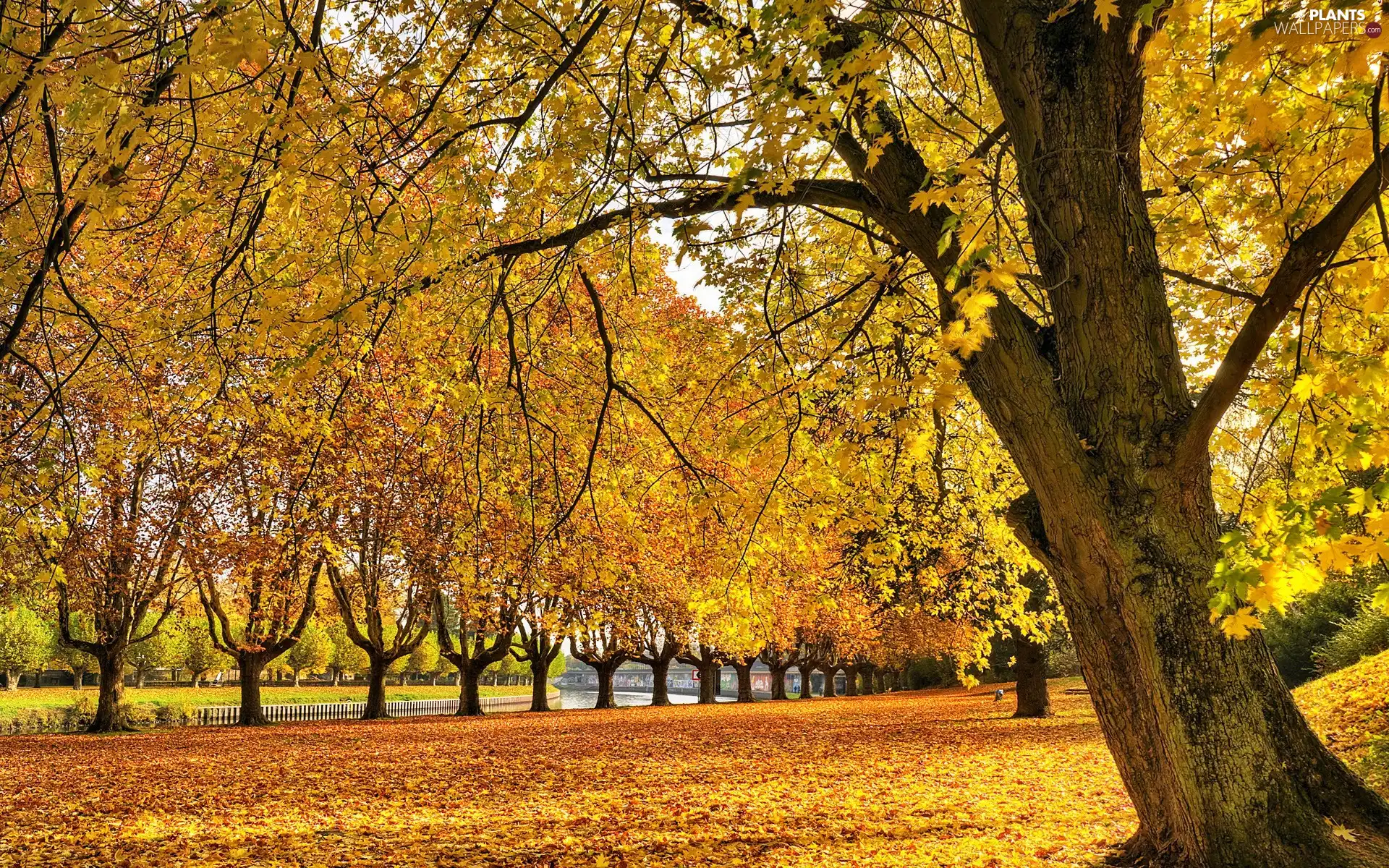 trees, Colours, Leaf, Park, viewes, autumn