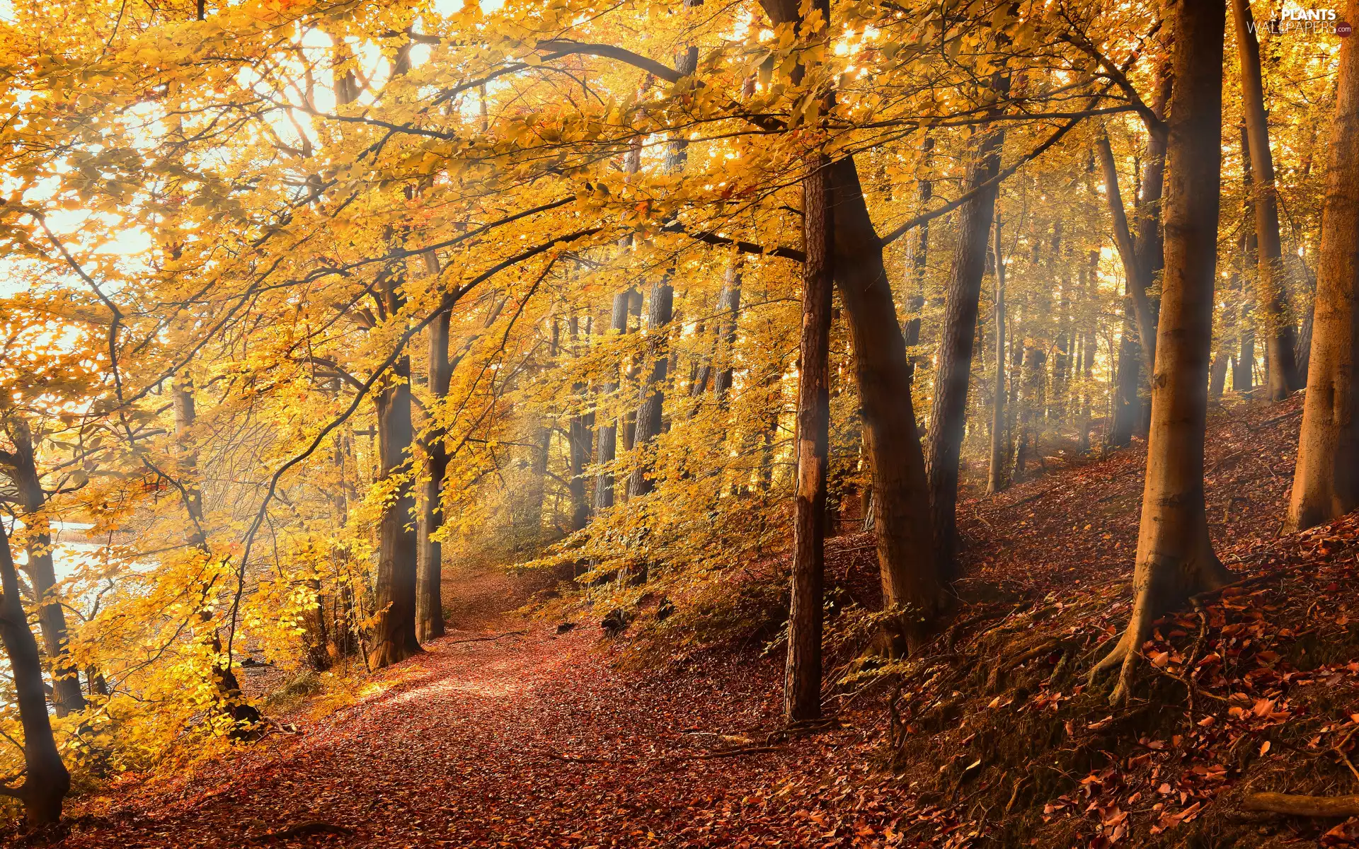 forest, trees, Path, viewes, autumn, branch pics, Leaf