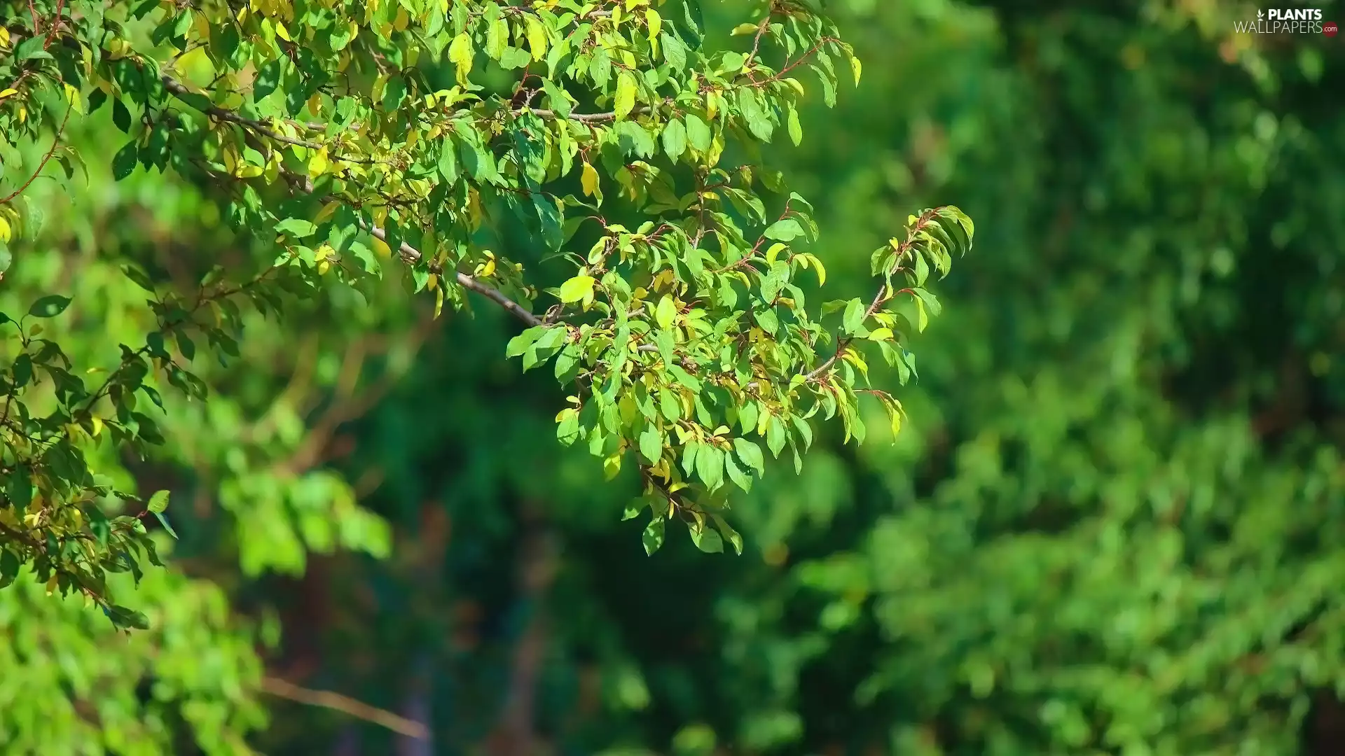 trees, green ones, Leaf, branch pics