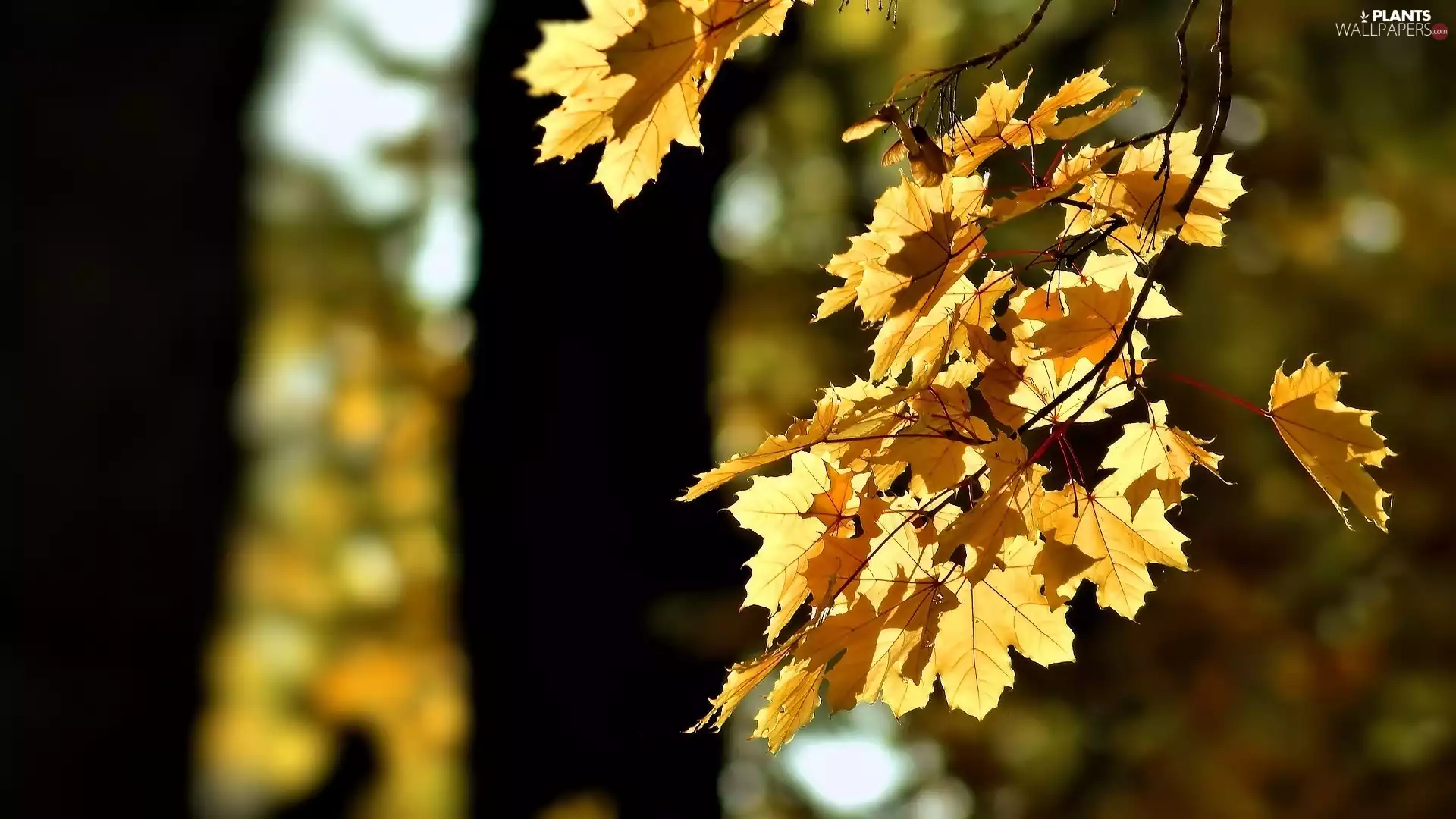maple, Leaf, Piercing light, branch