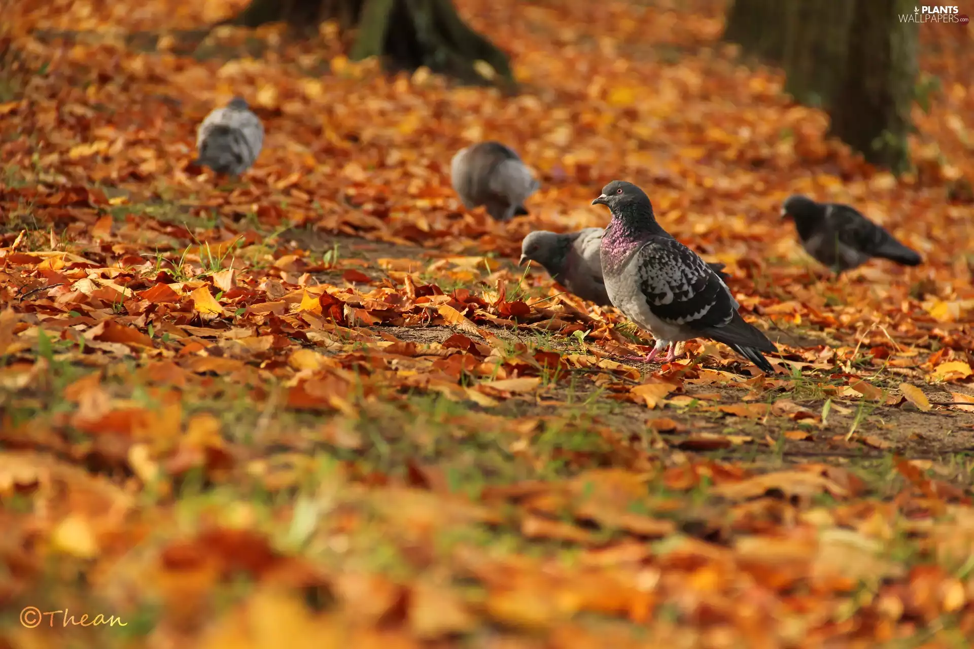 Autumn, Leaf, pigeon, dry, Gray