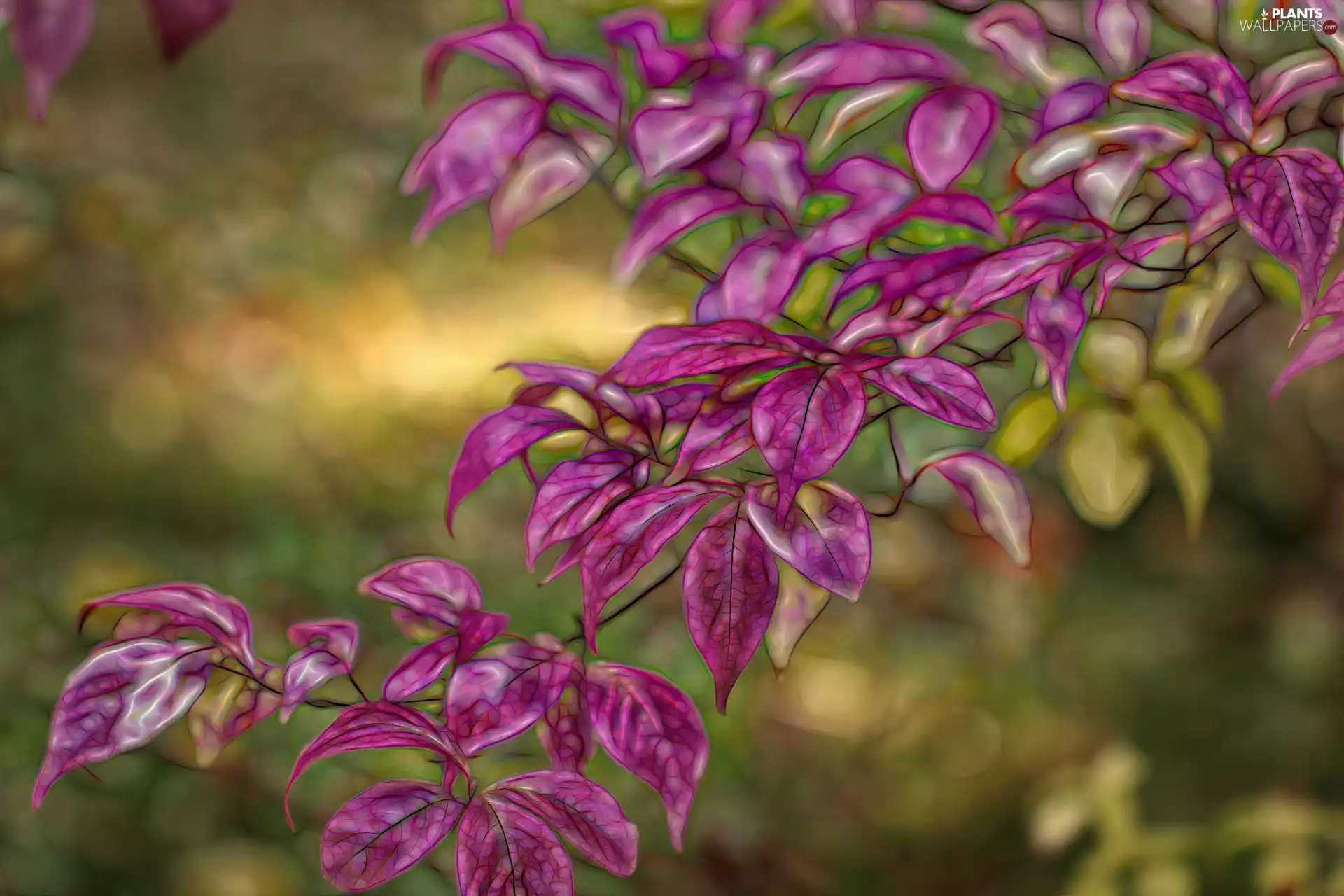 Pink, Fractalius, graphics, Leaf
