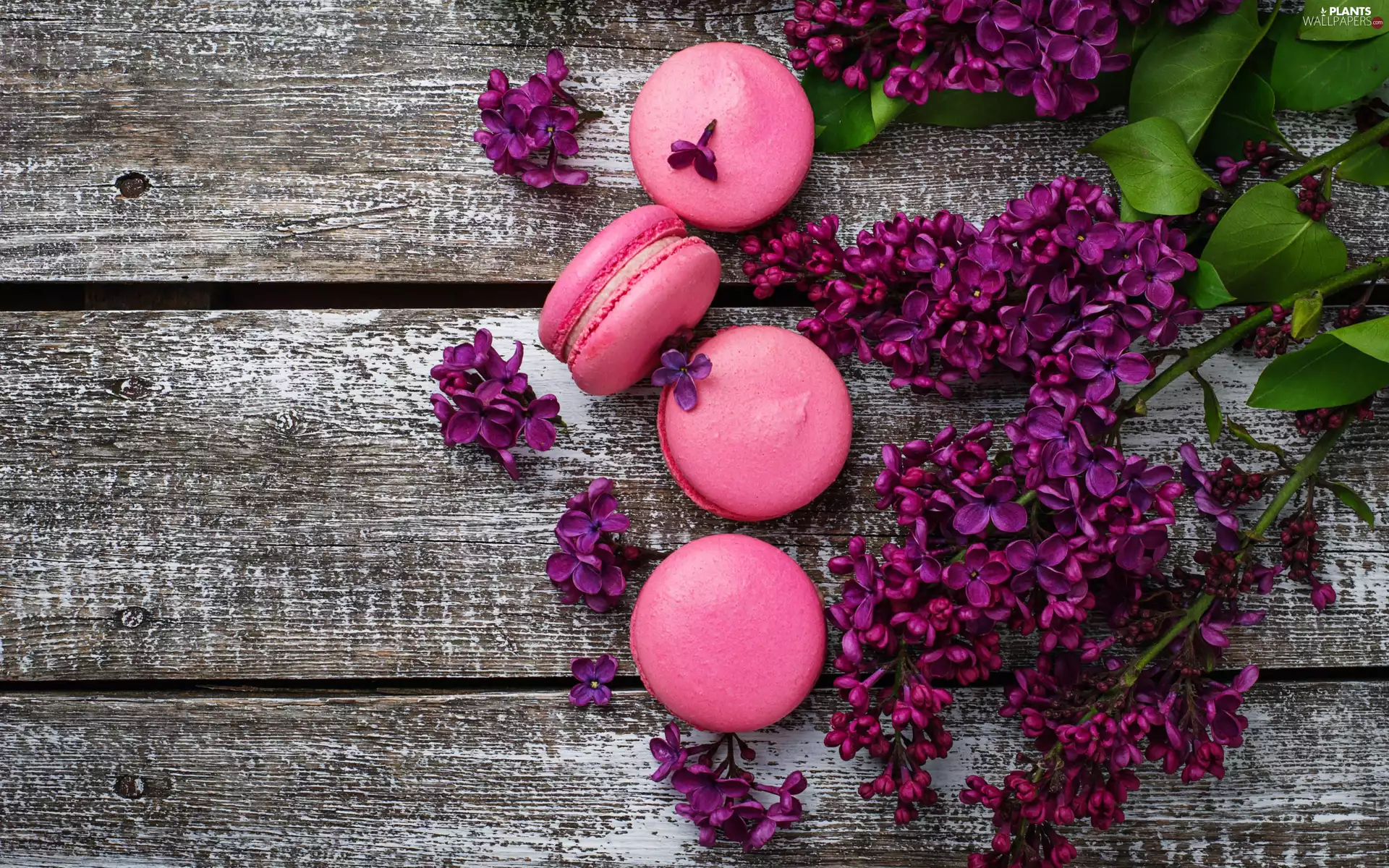 Cookies, without, Pink, Leaf, Flowers, Macaroons, boarding