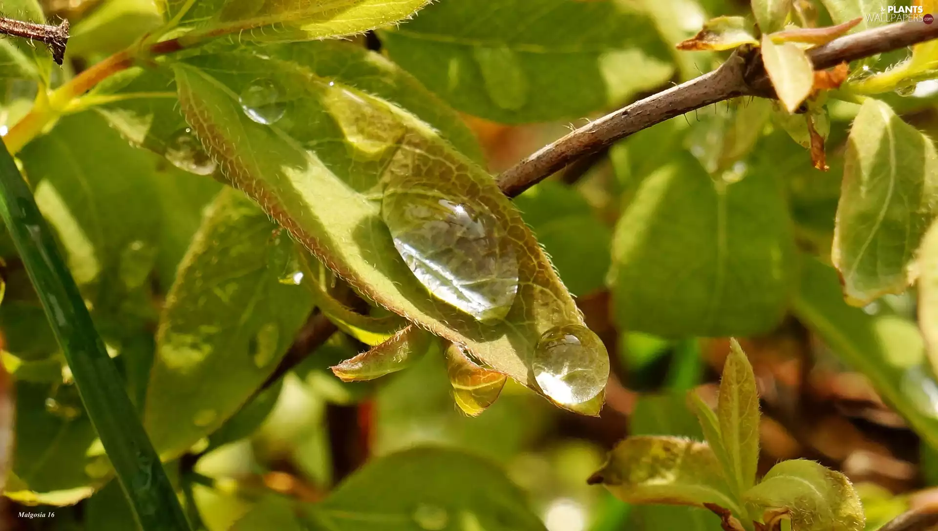 plant, drop, Close, Leaf