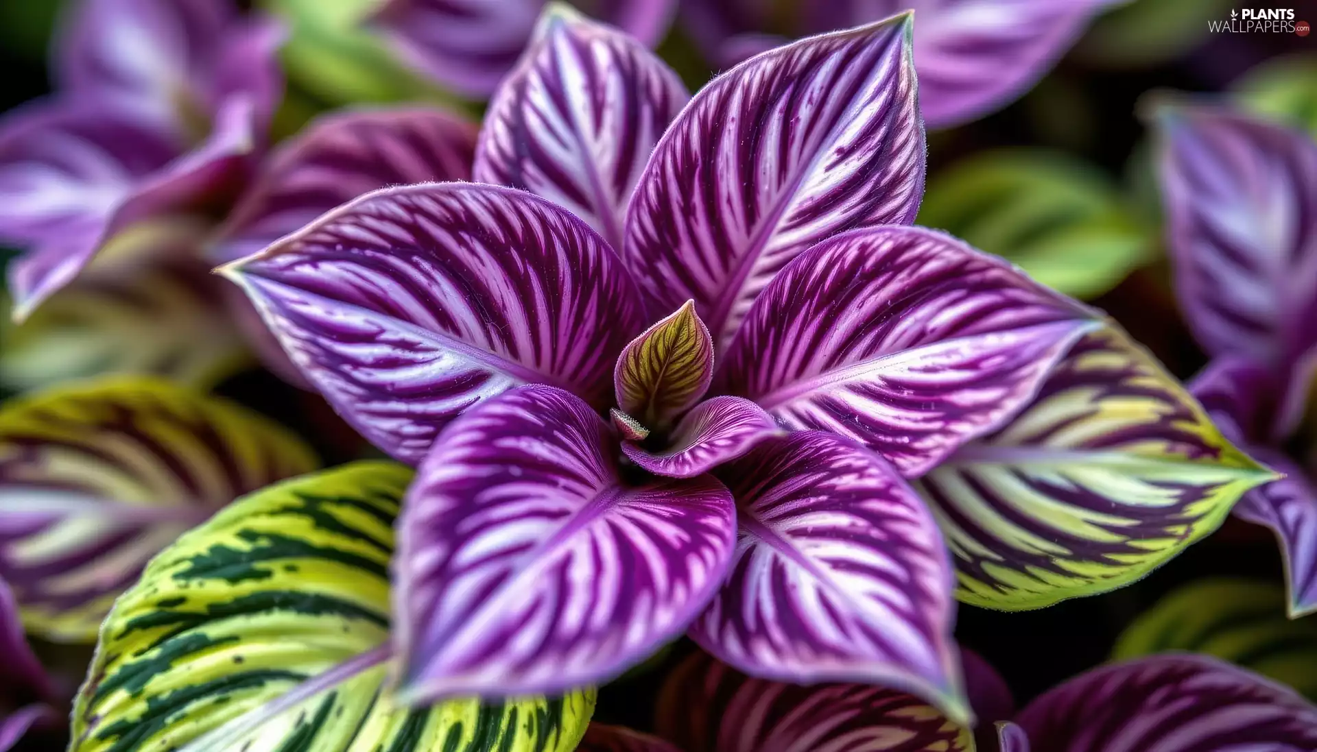 purple, Leaf, plant, green ones