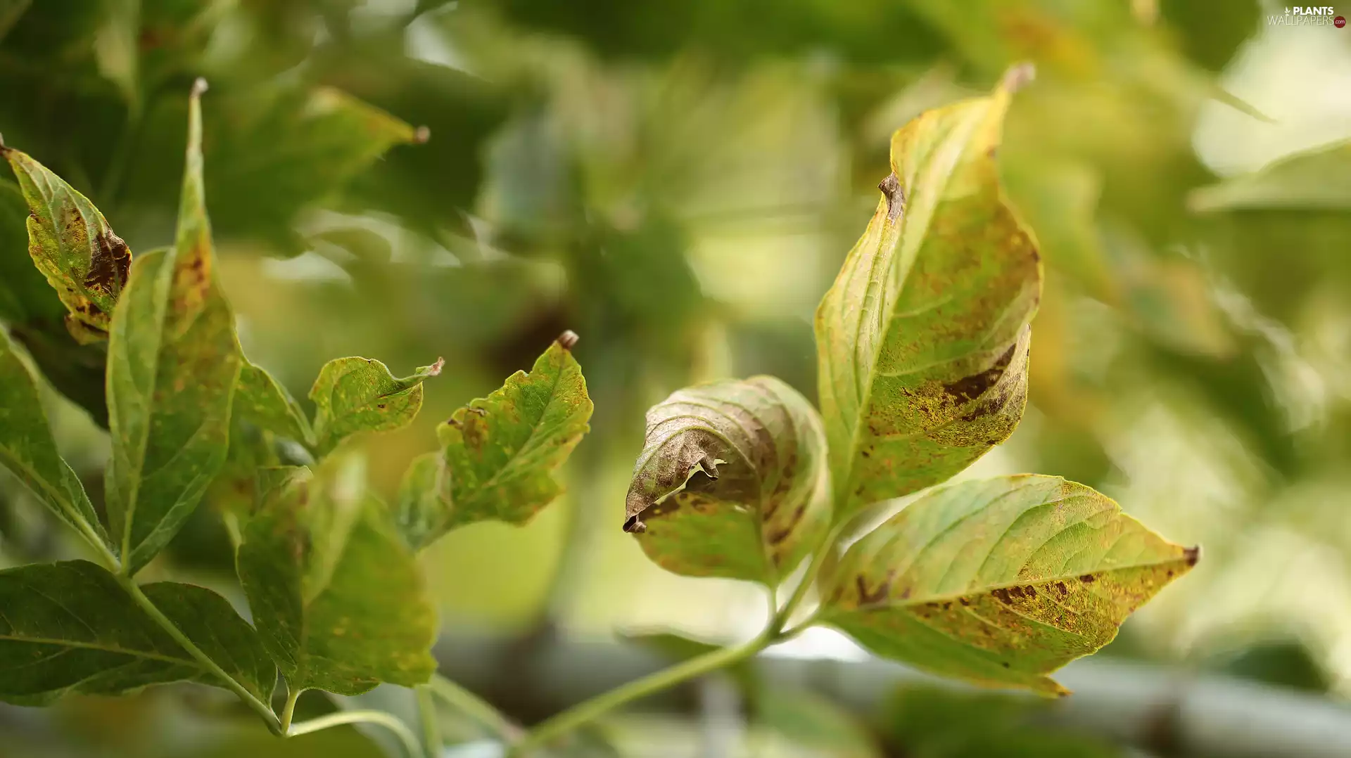 Leaf, Plants