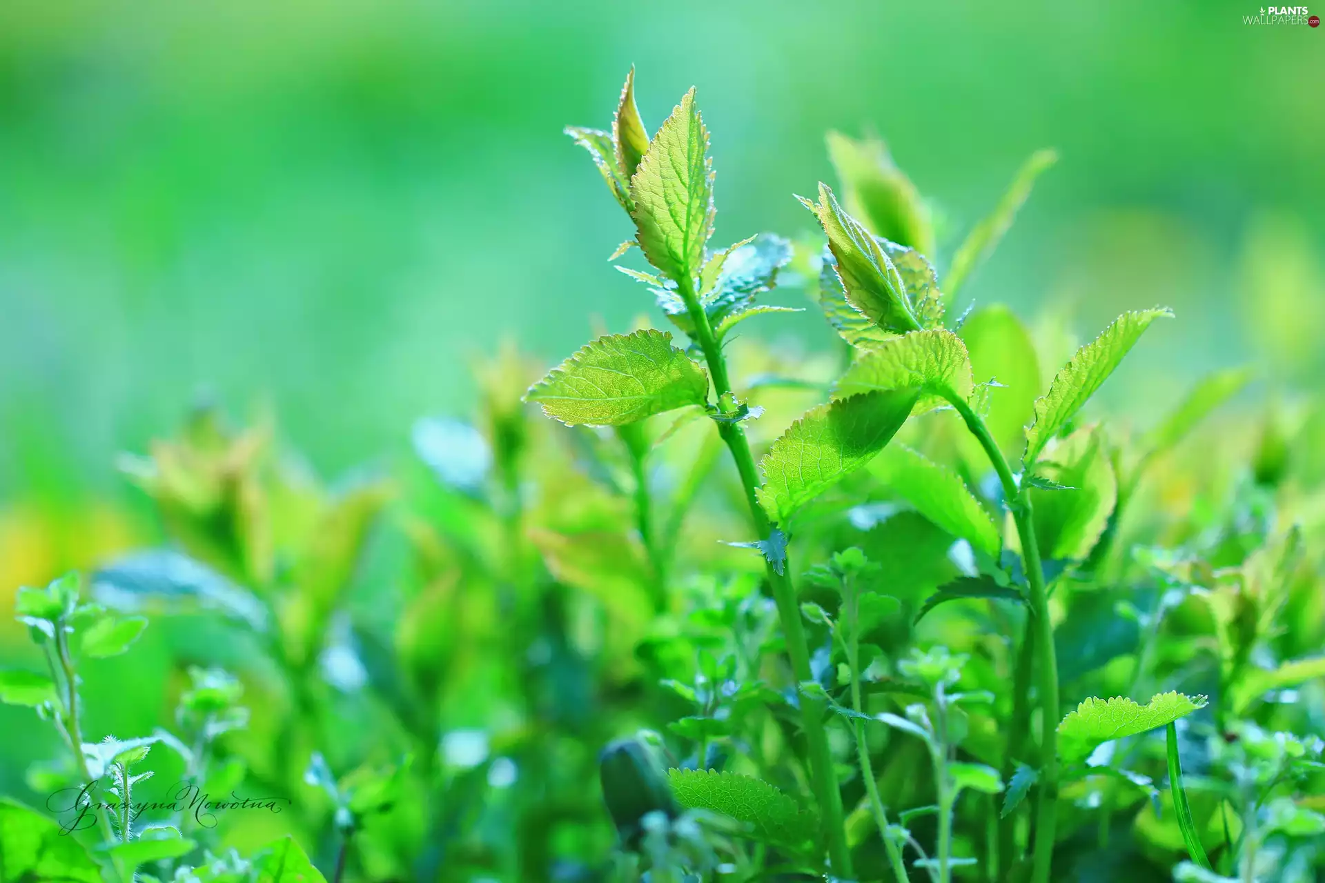 Plants, green ones, Leaf